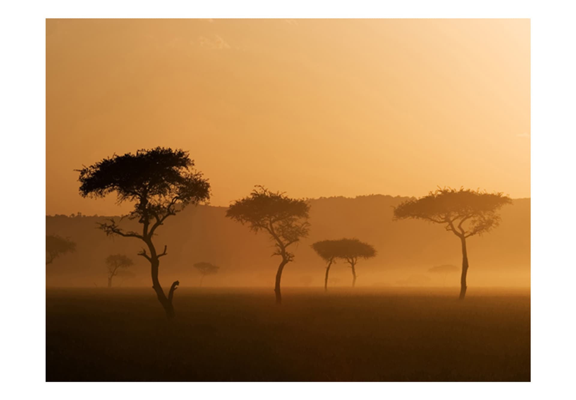 

Fototapeta - Massai Mara (rozmiar 250x193)