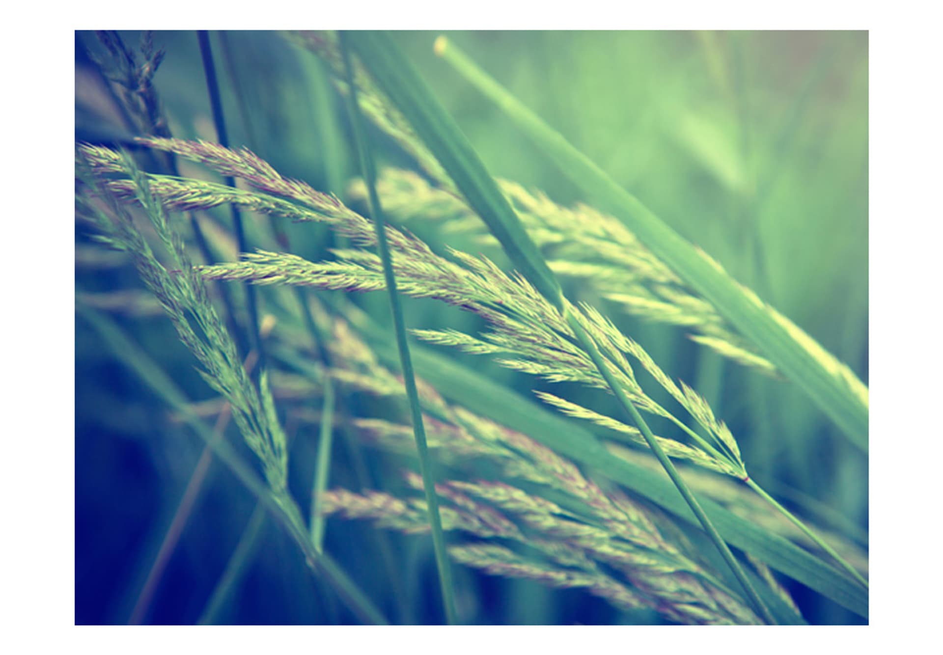 

Fototapeta - Cereal field (rozmiar 400x309)