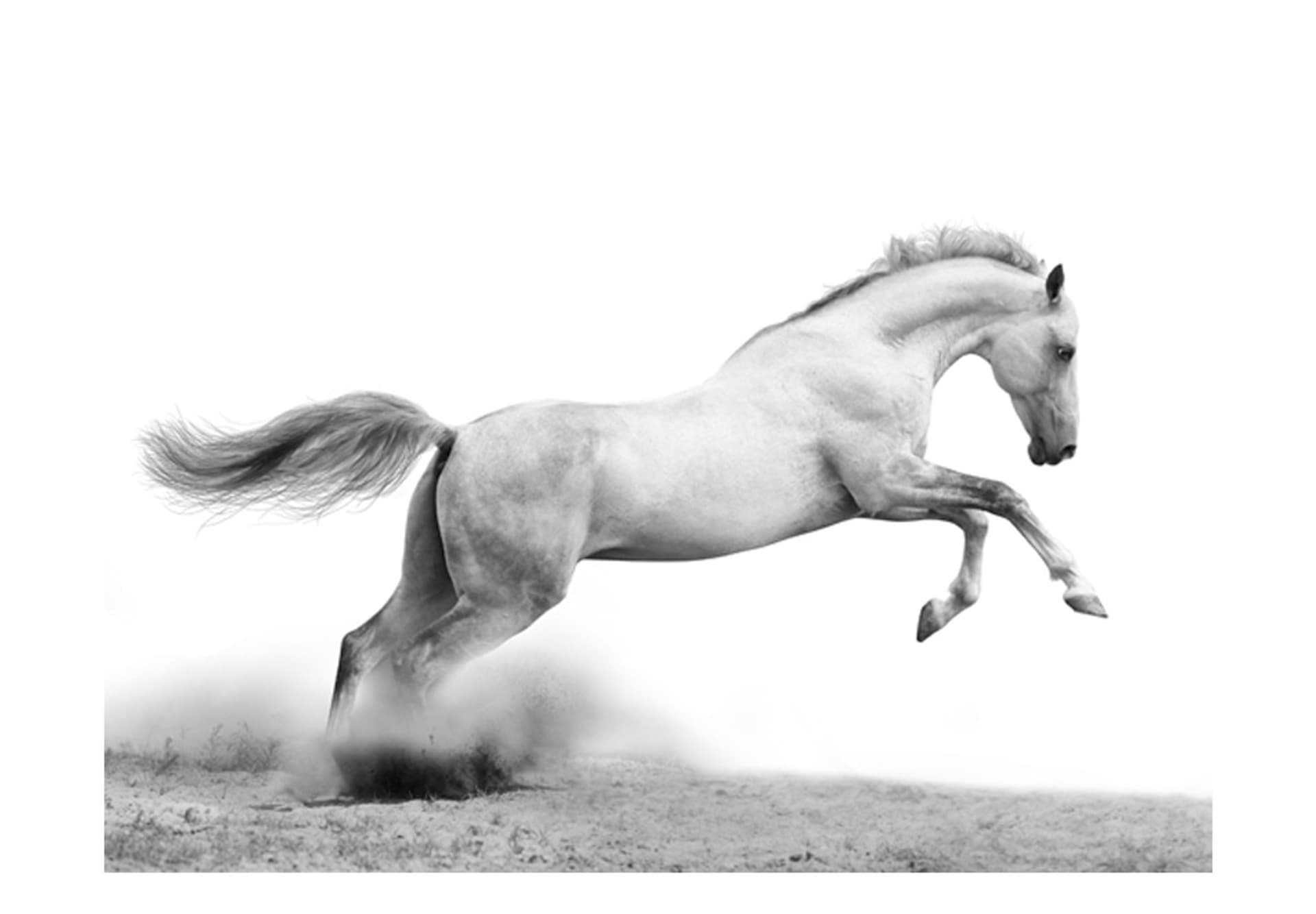 

Fototapeta - White gallop (rozmiar 250x193)