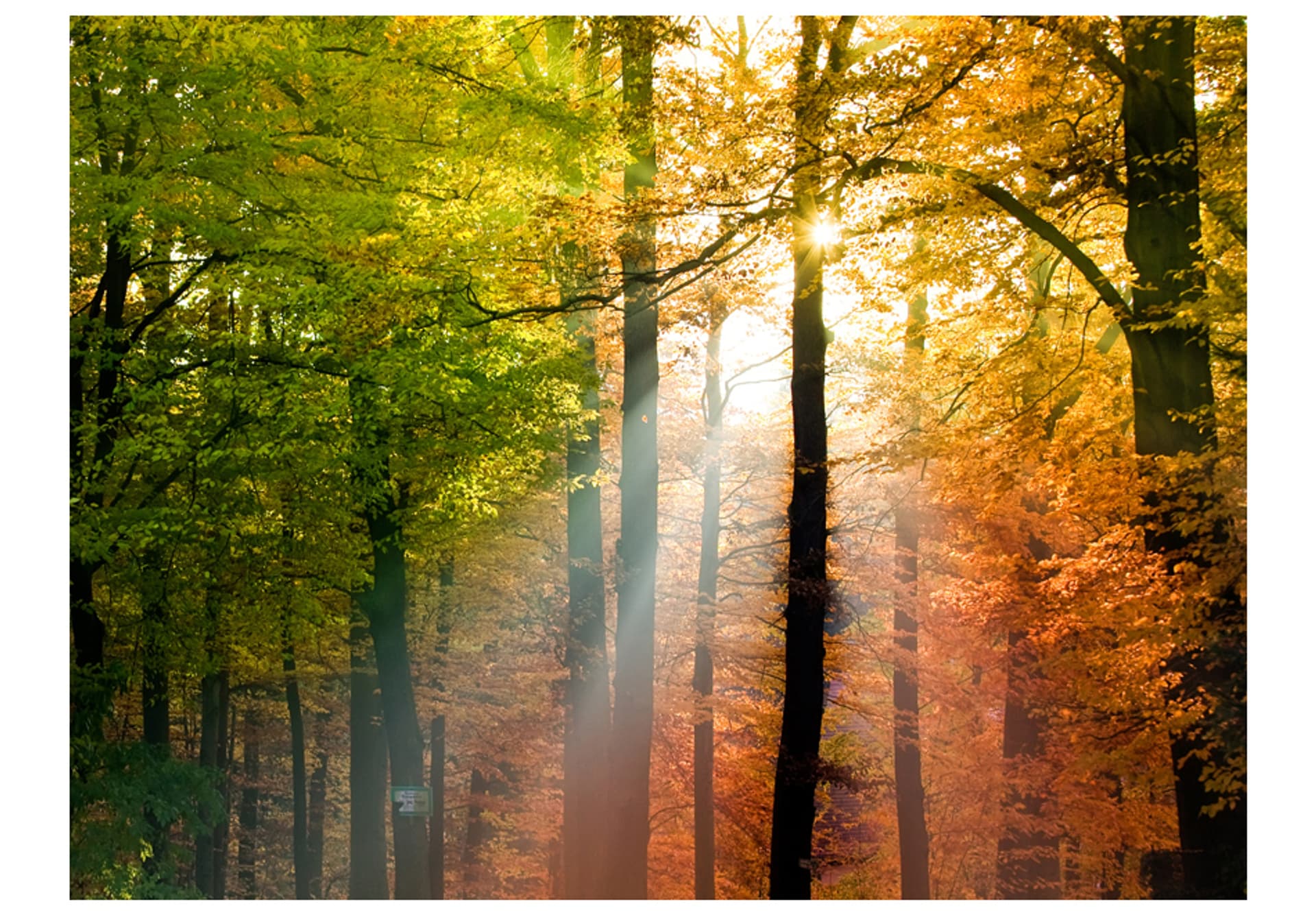 

Fototapeta - Piękna jesień (rozmiar 200x154)