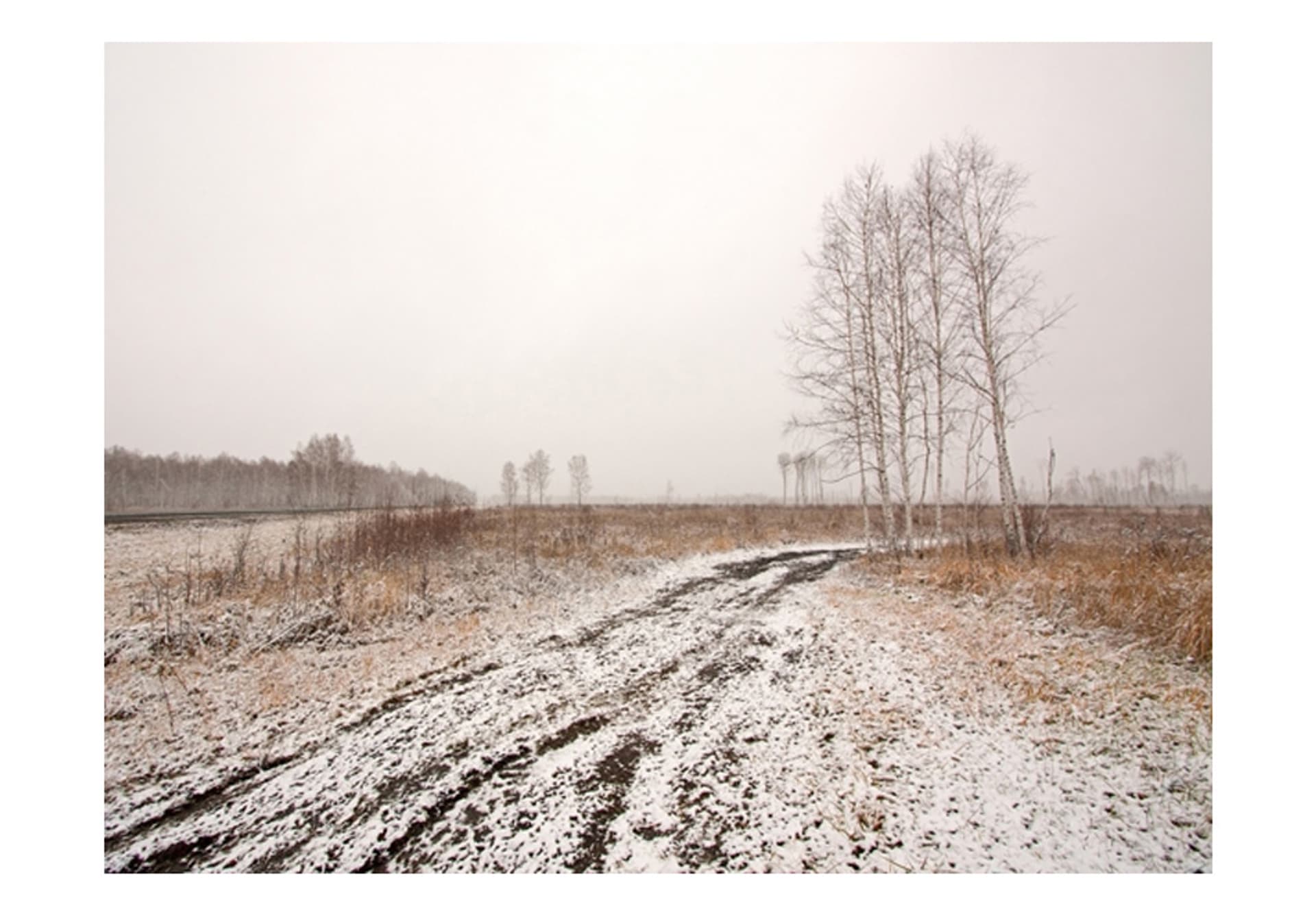 

Fototapeta - Winter field (rozmiar 350x270)