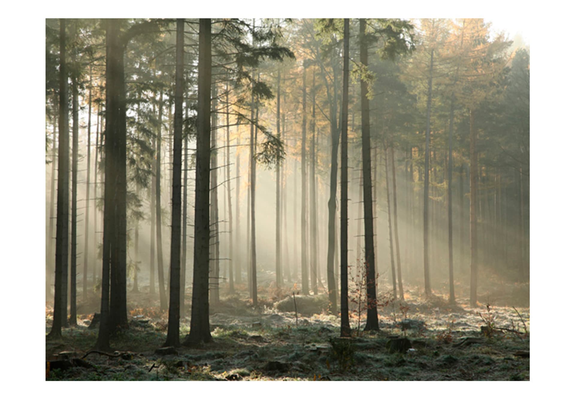 

Fototapeta - Foggy November morning (rozmiar 200x154)