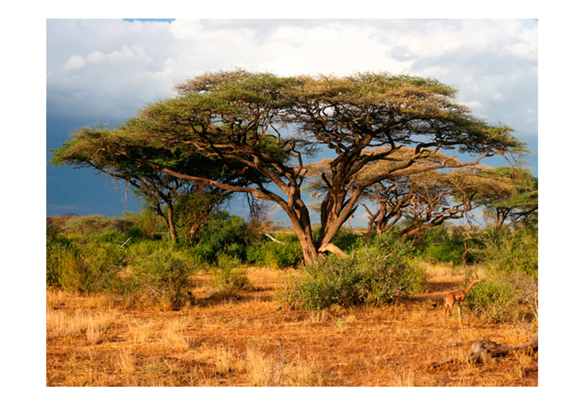 

Fototapeta - W krainie Samburu, Kenia (rozmiar 350x270)