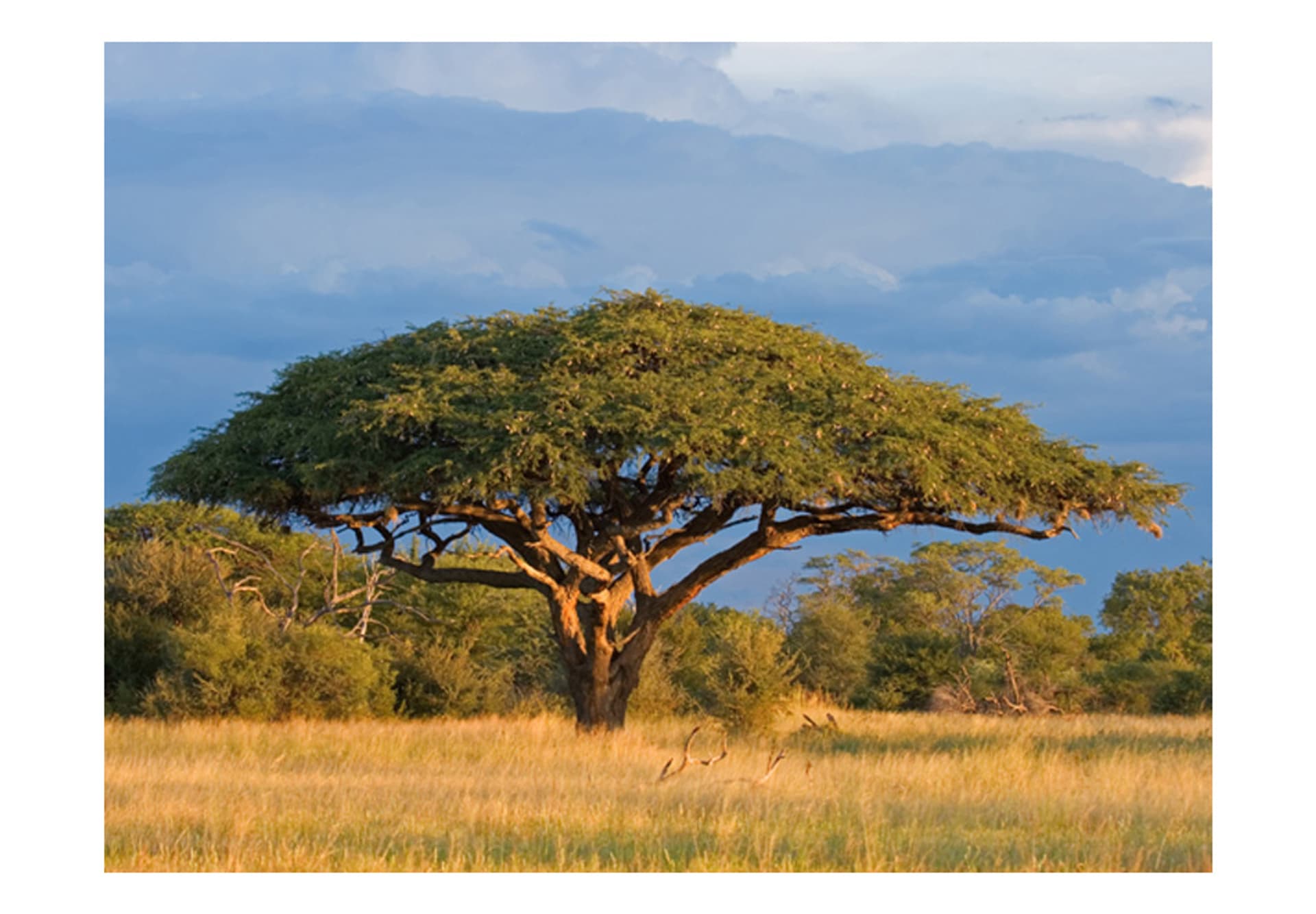 

Fototapeta - Afrykańska akacja - Park Narodowy Hwange, Zimbabwe (rozmiar 350x270)