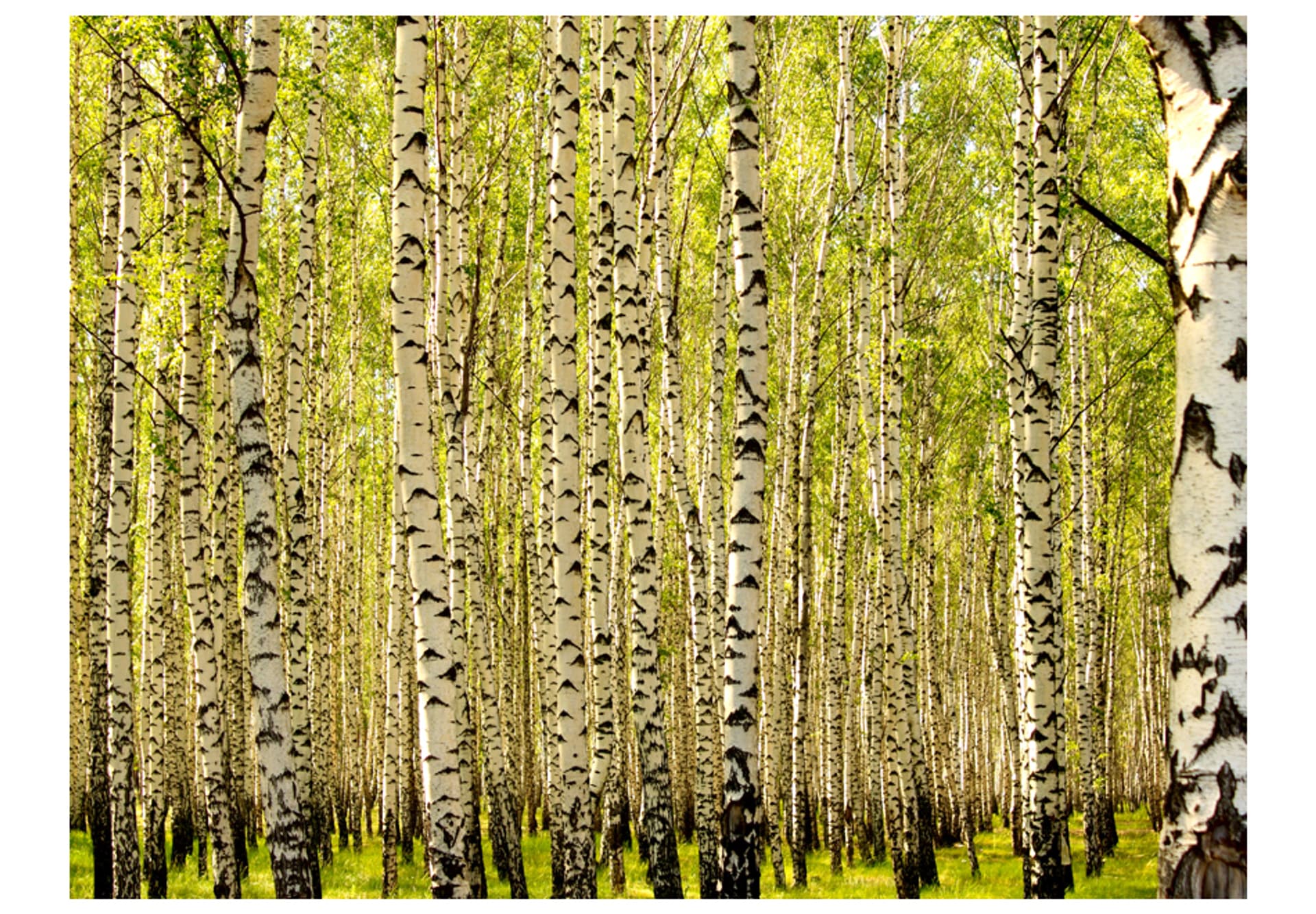 

Fototapeta - Las brzozowy (rozmiar 250x193)