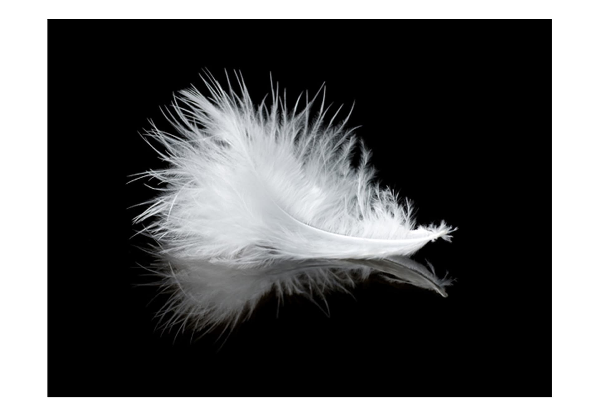 

Fototapeta - White feather (rozmiar 350x270)