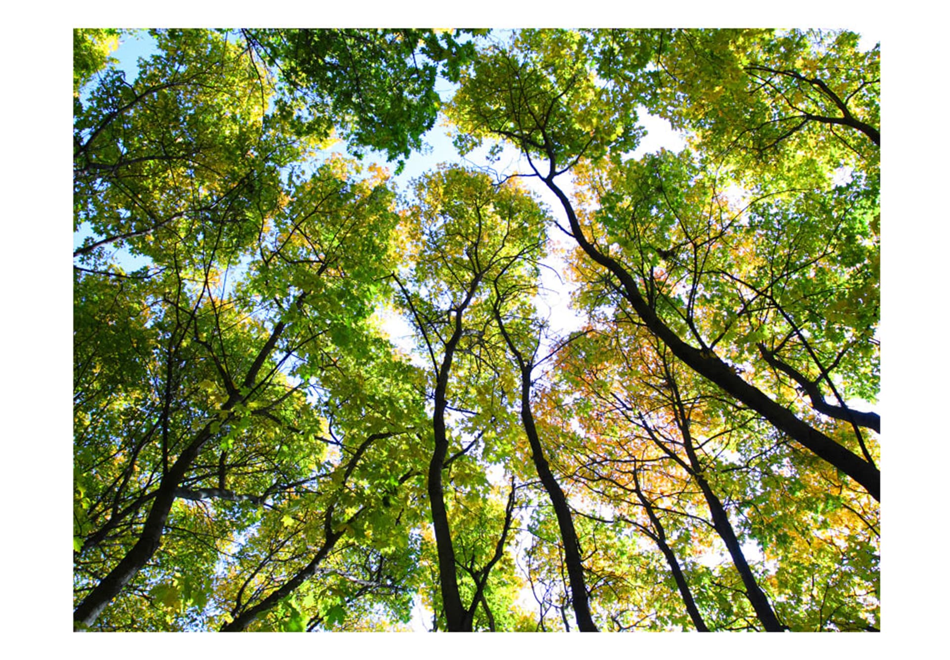 

Fototapeta - Looking up at the trees (rozmiar 250x193)