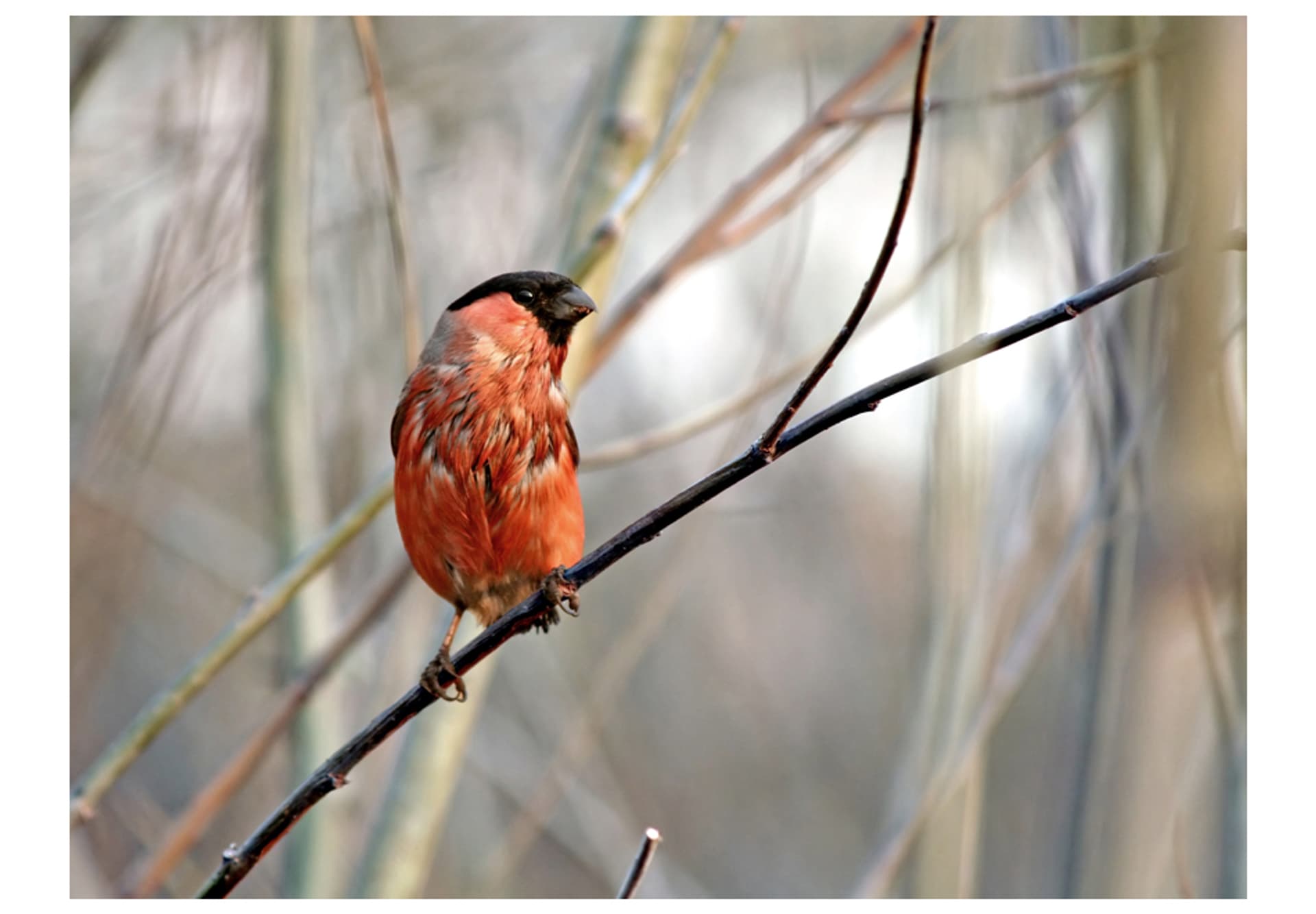 

Fototapeta - Bullfinch in the forest (rozmiar 250x193)