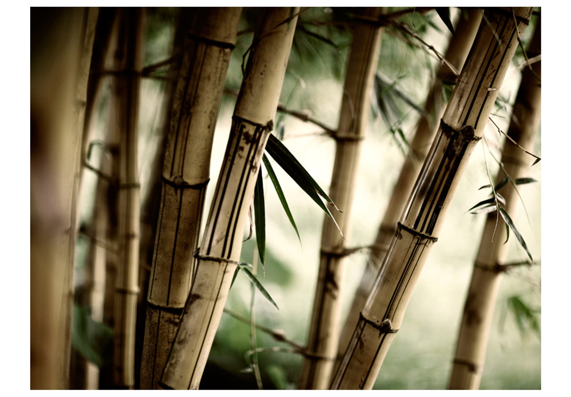 

Fototapeta - Fog and bamboo forest (rozmiar 300x231)