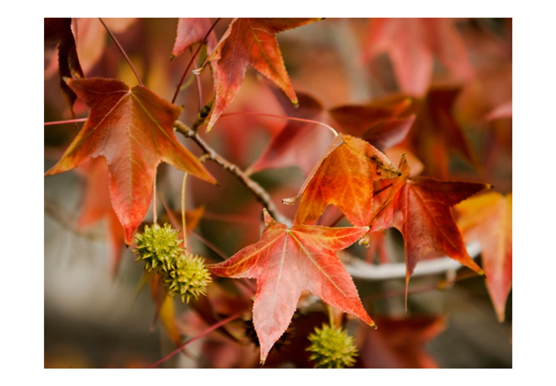 

Fototapeta - Chestnut (rozmiar 350x270)