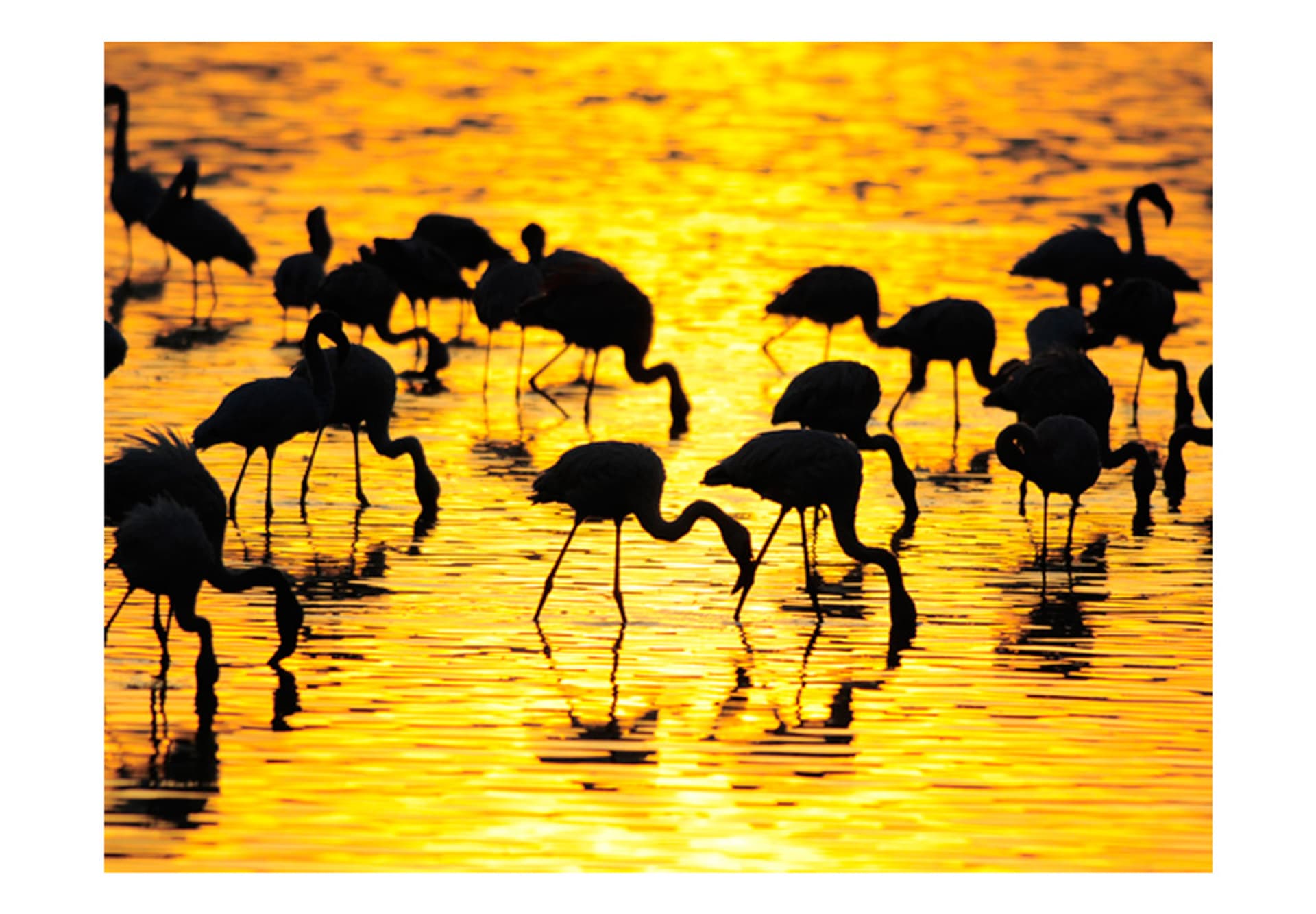 

Fototapeta - Kenia - flamingi na jeziorze Nakuru (rozmiar 200x154)