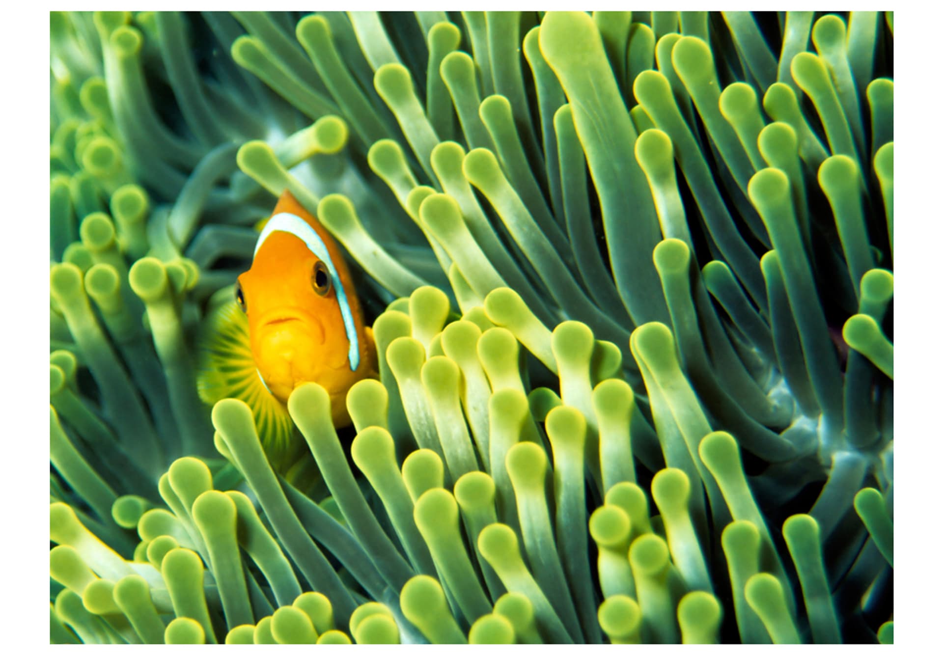 

Fototapeta - Anemonefish (rozmiar 350x270)