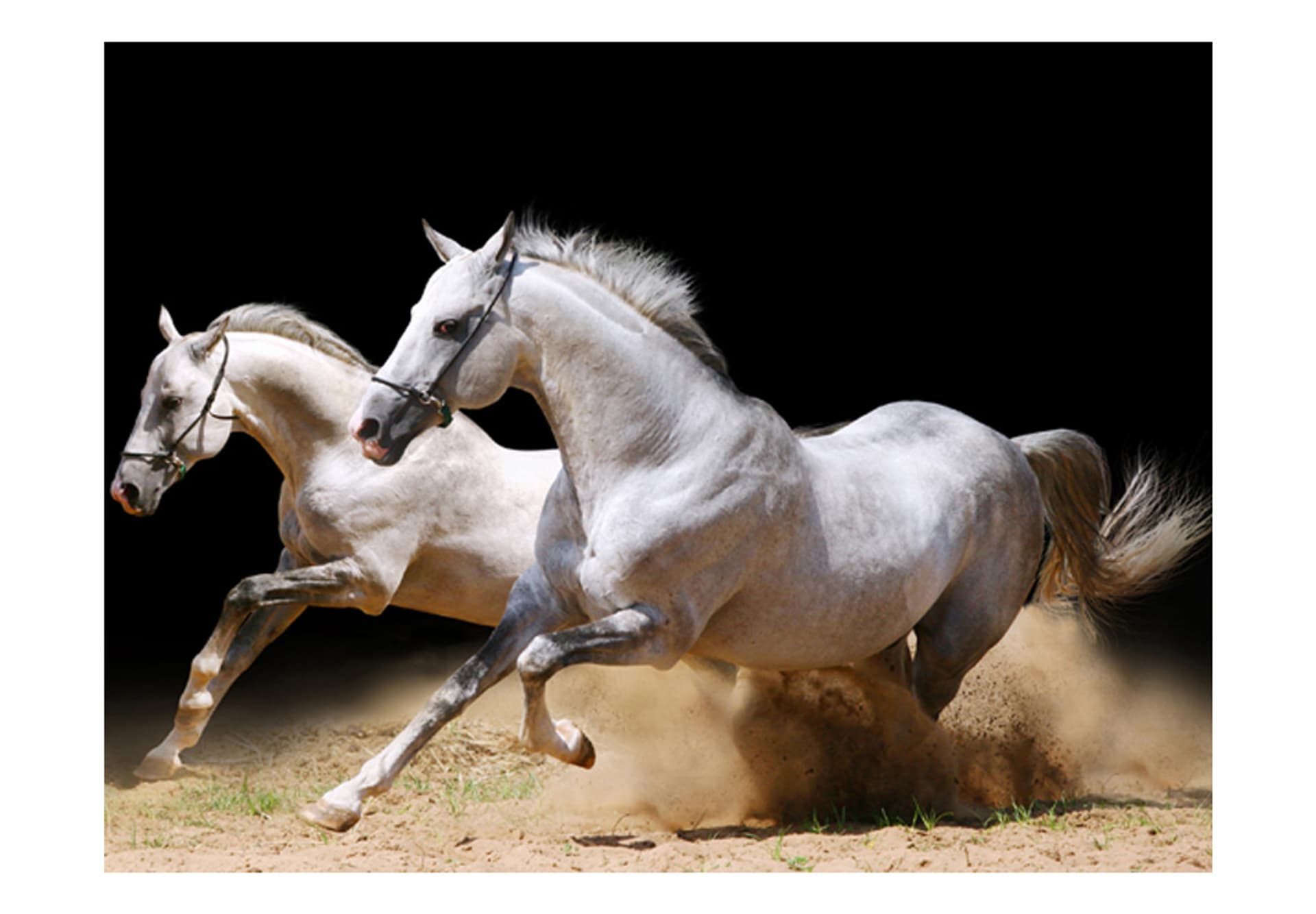 

Fototapeta - Galop na piasku (rozmiar 400x309)