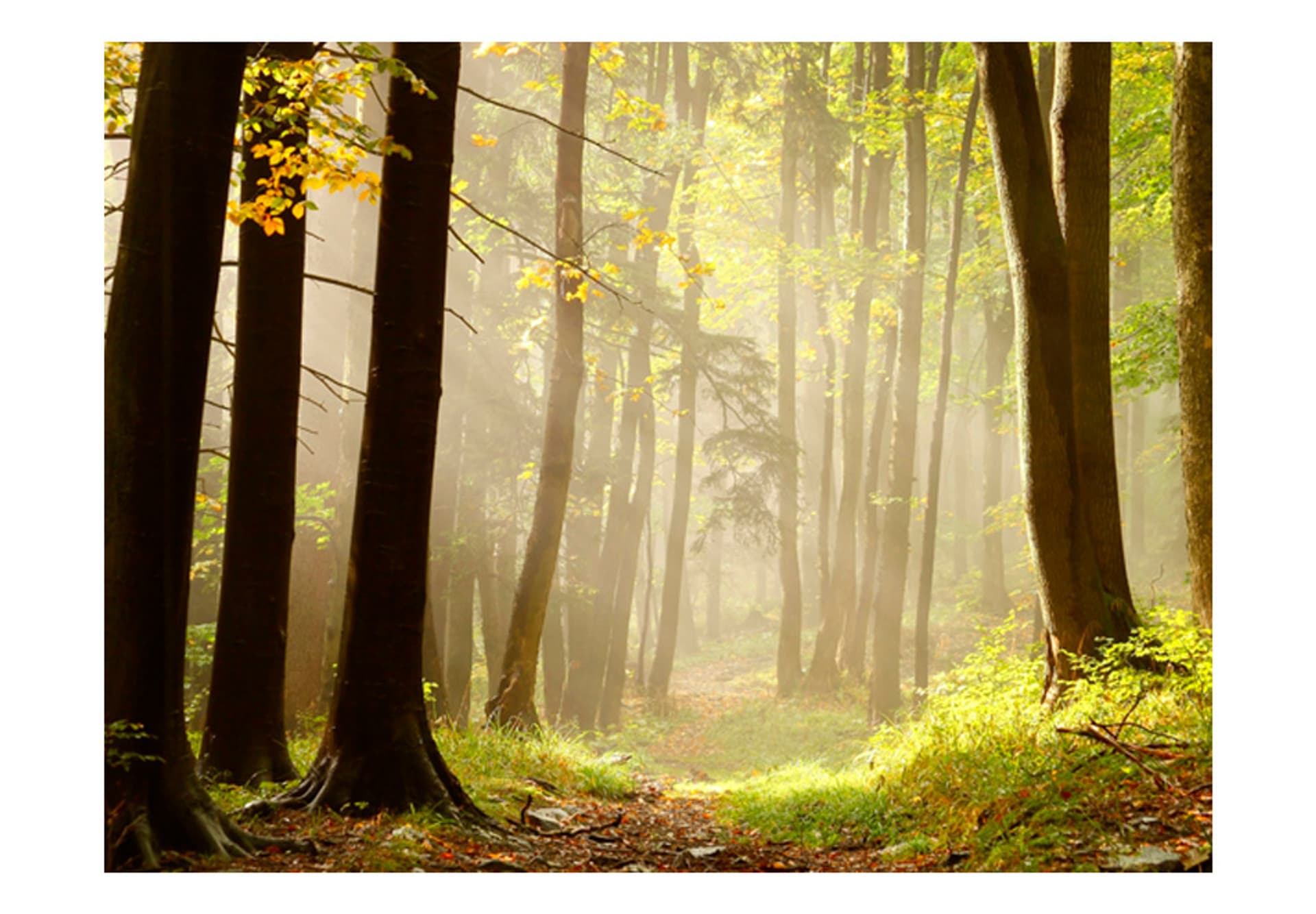 

Fototapeta - Mysterious forest path (rozmiar 350x270)