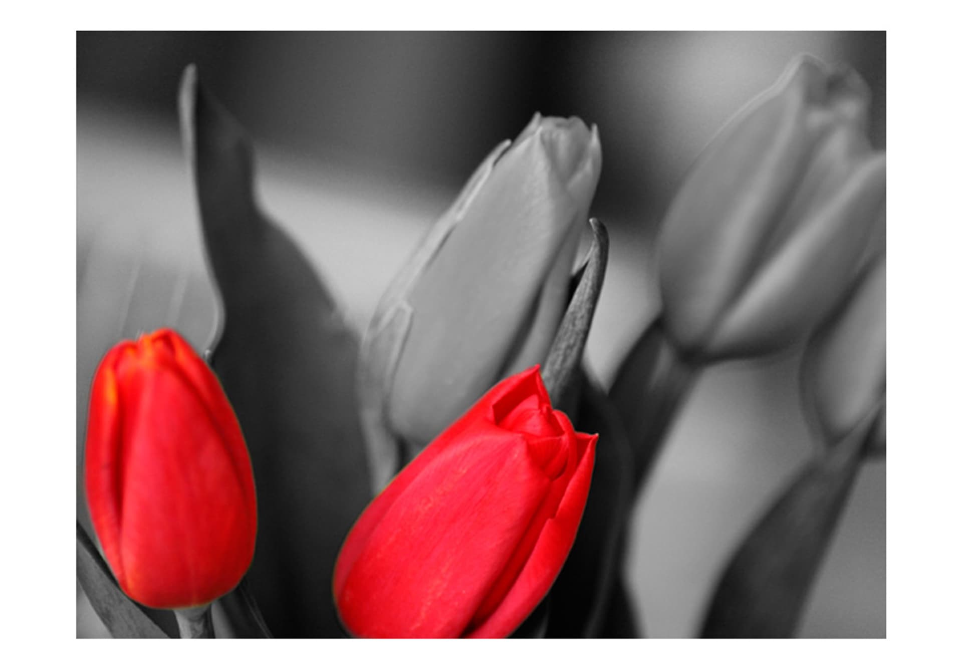 

Fototapeta - Czerwone tulipany na czarno-białym tle (rozmiar 250x193)