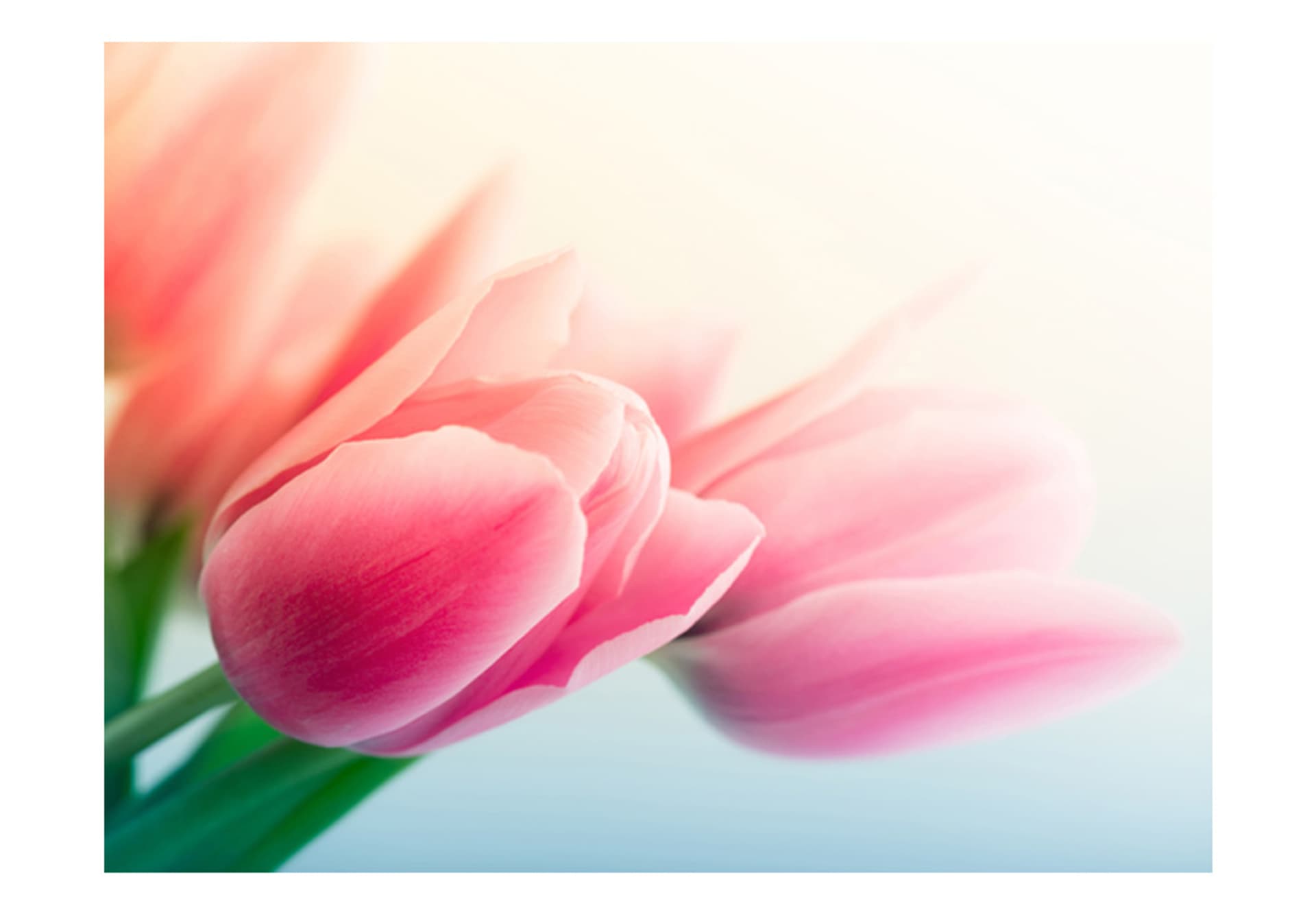 

Fototapeta - Wiosna i tulipany (rozmiar 300x231)