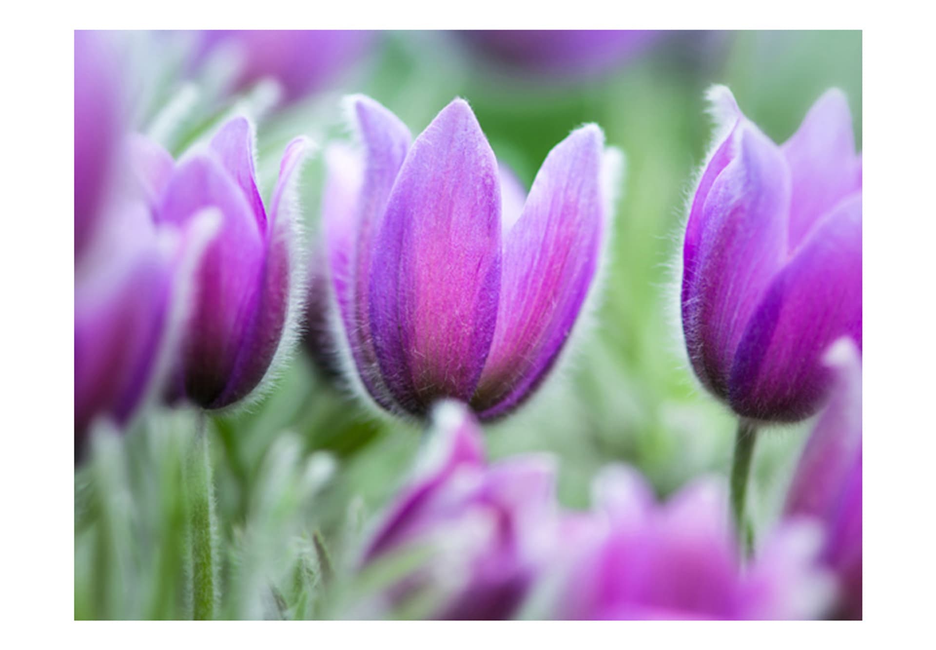 

Fototapeta - Fioletowe wiosenne tulipany (rozmiar 250x193)