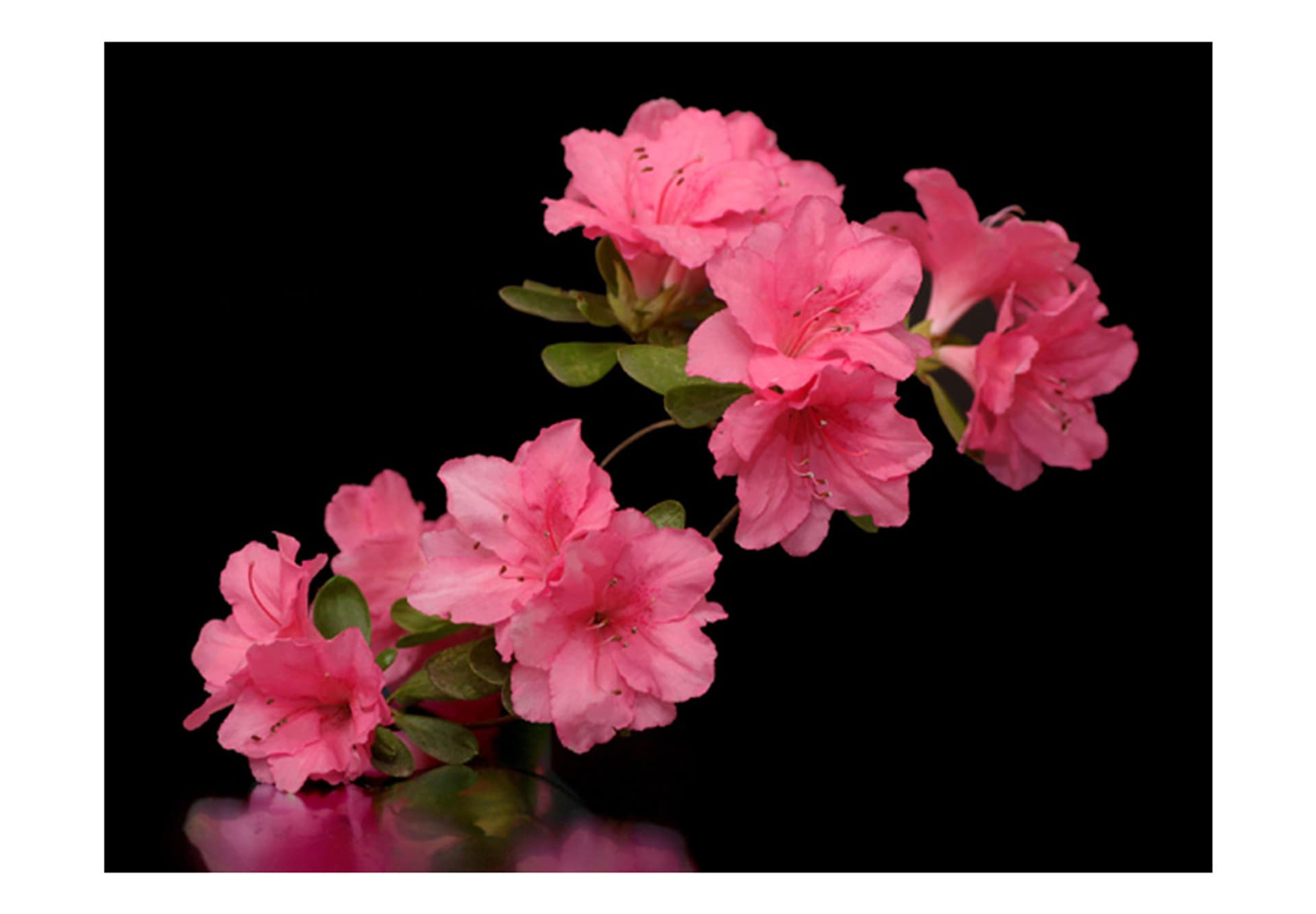 

Fototapeta - Azalea in Black (rozmiar 200x154)