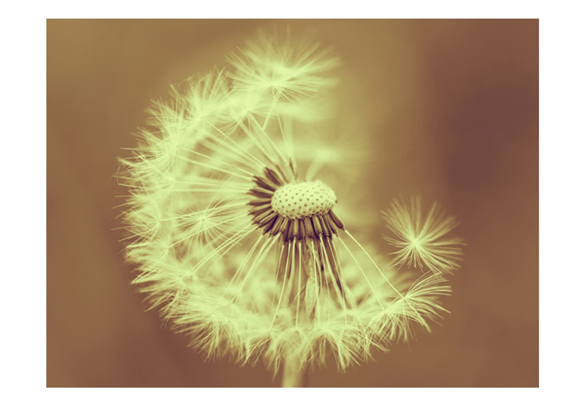 

Fototapeta - dmuchawiec (sepia) (rozmiar 200x154)