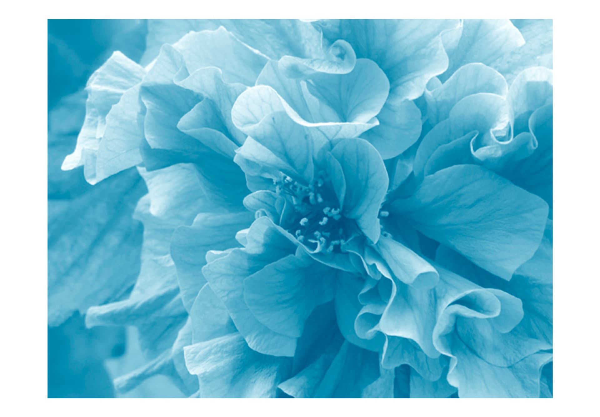 

Fototapeta - Blue azalea (rozmiar 200x154)