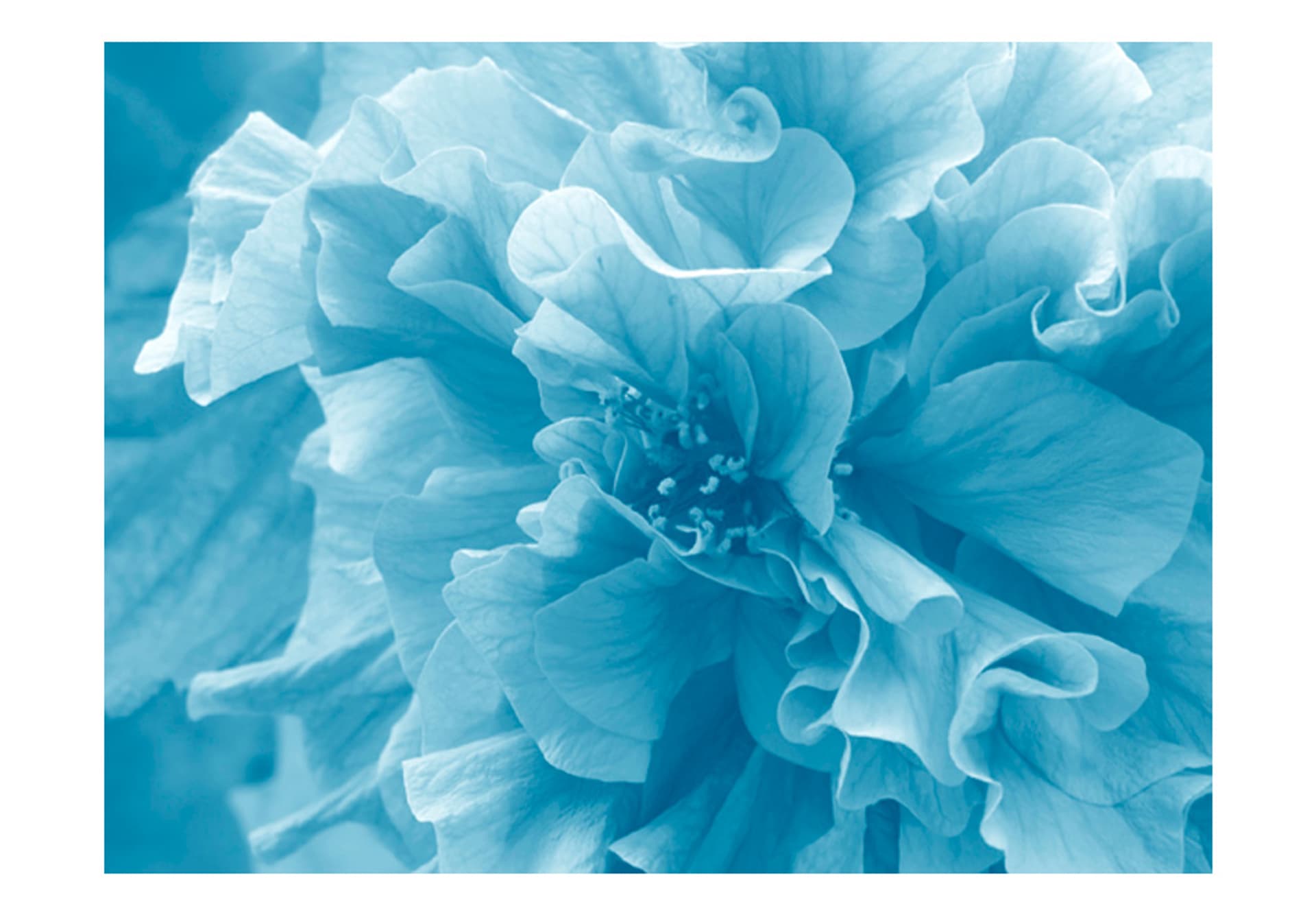 

Fototapeta - Blue azalea (rozmiar 250x193)