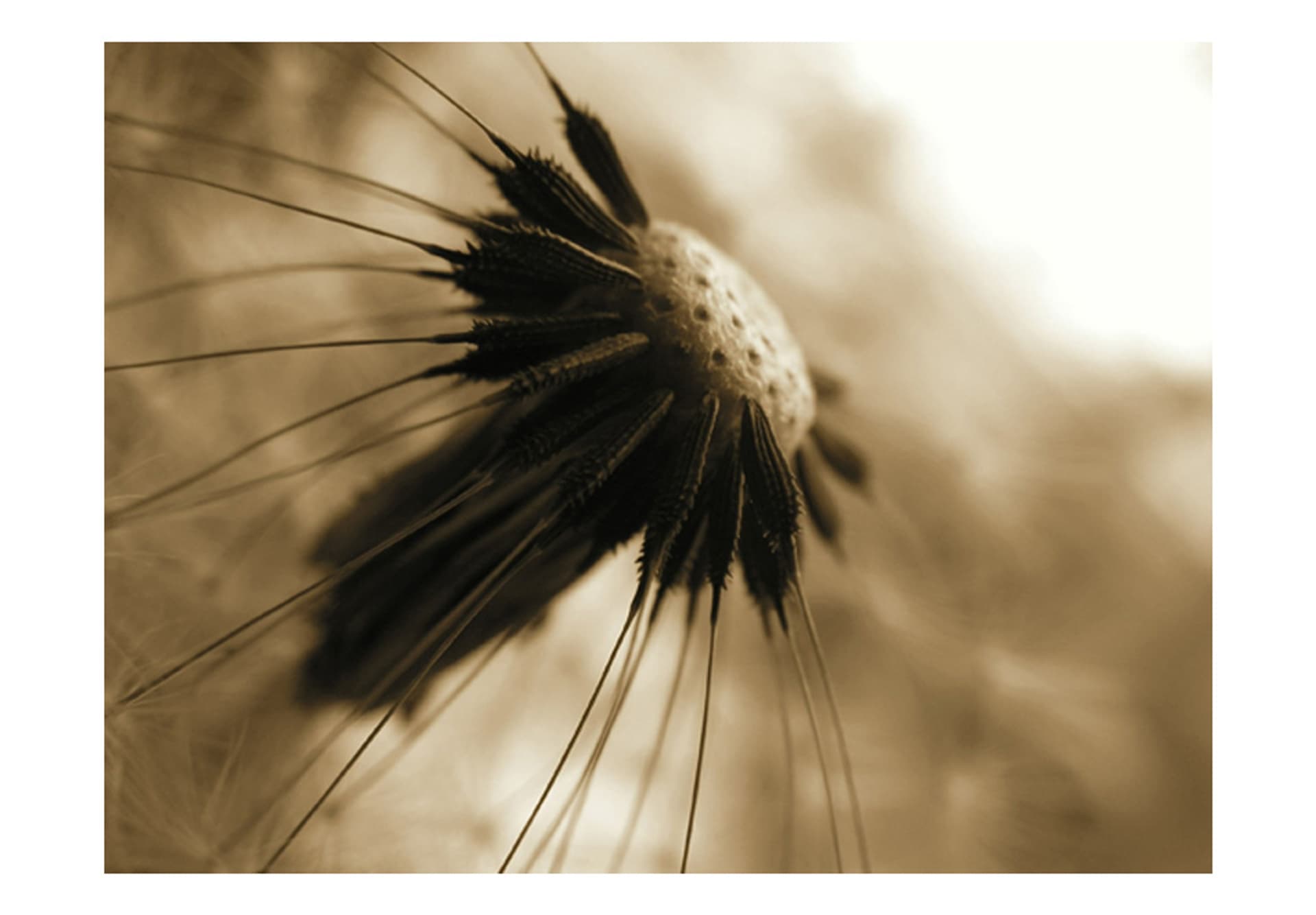 

Fototapeta - dmuchawiec - sepia (rozmiar 200x154)