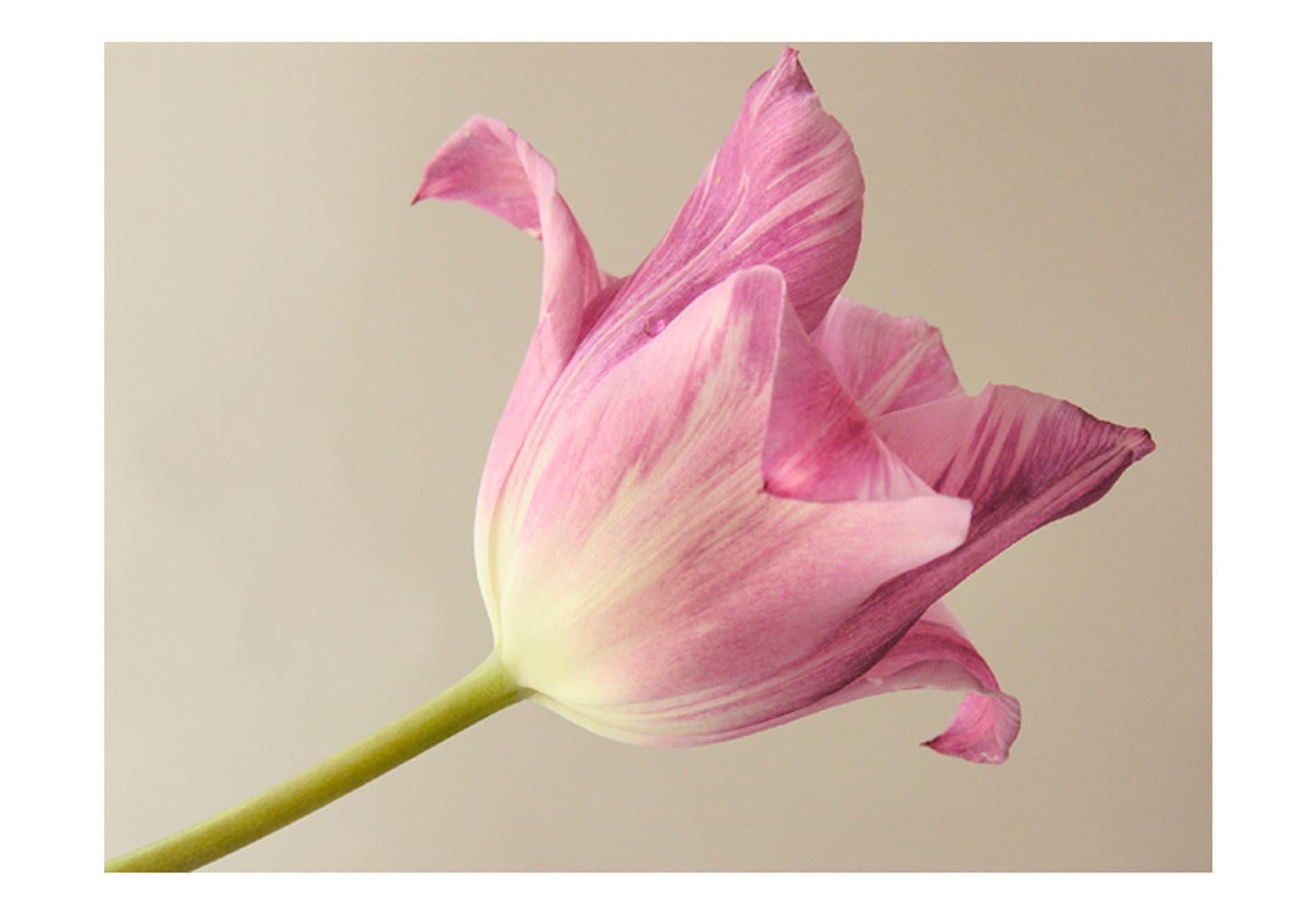 

Fototapeta - Pink tulip (rozmiar 200x154)