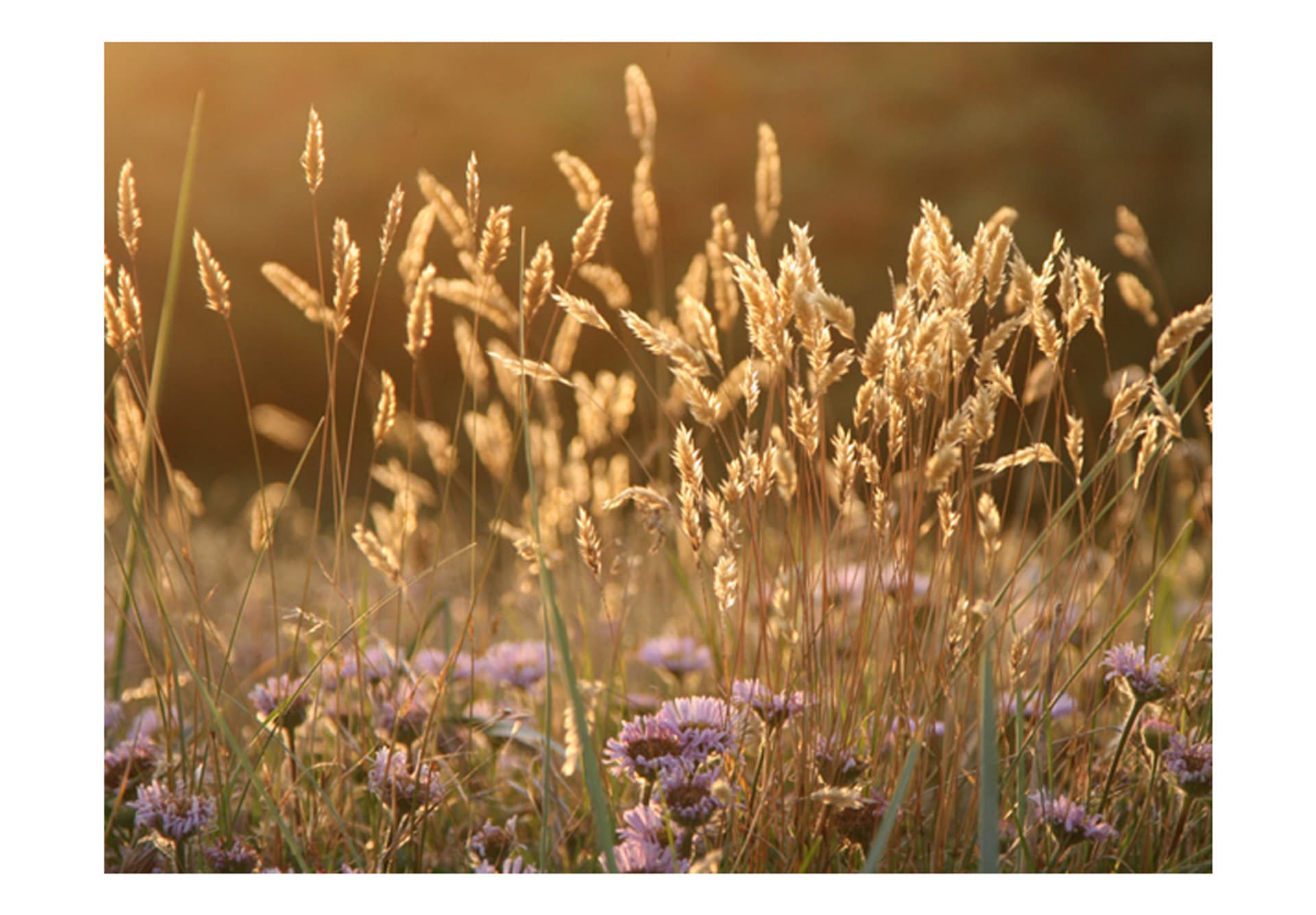 

Fototapeta - Awakening ceral field (rozmiar 350x270)