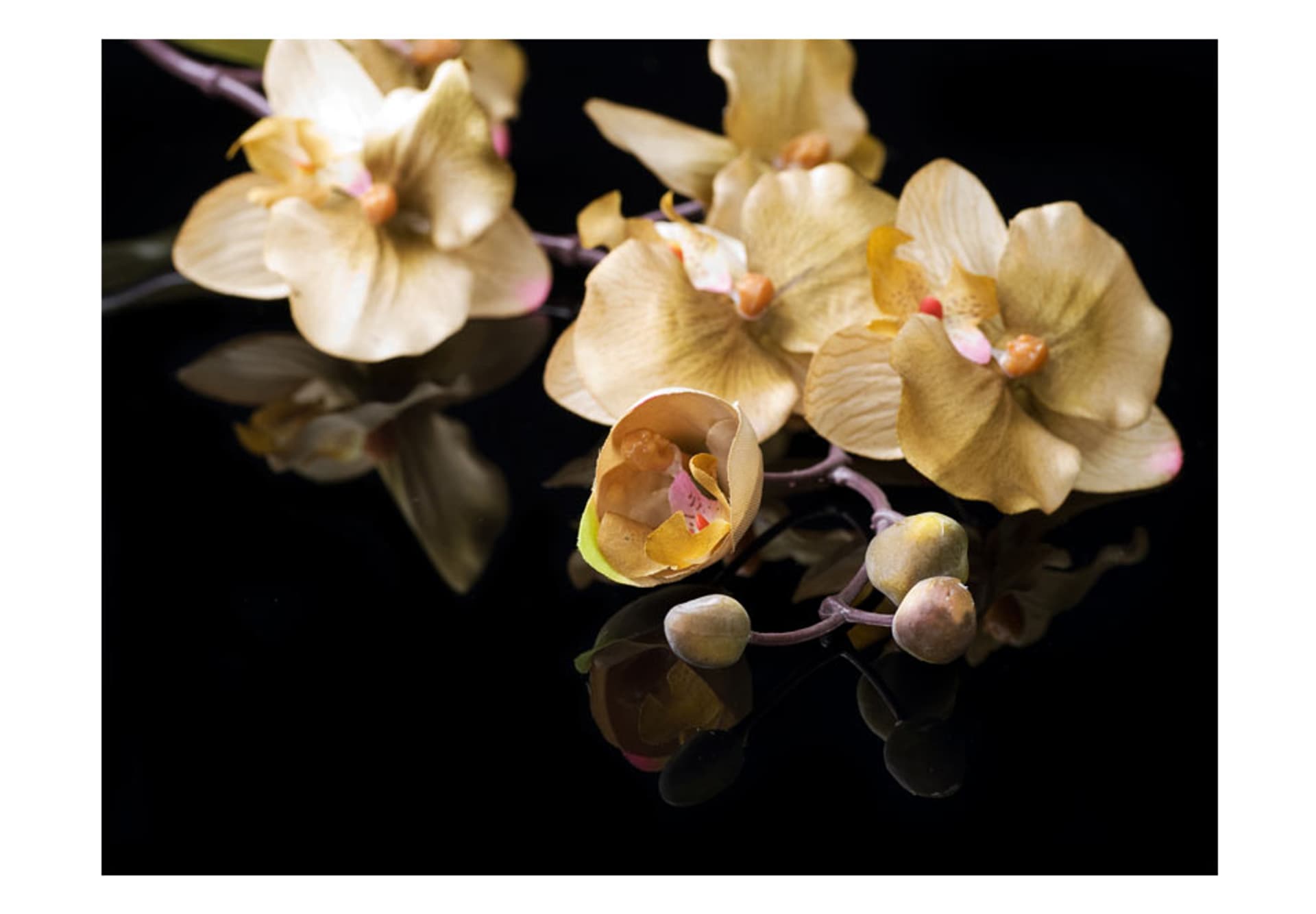 

Fototapeta - Orchids in ecru color (rozmiar 200x154)