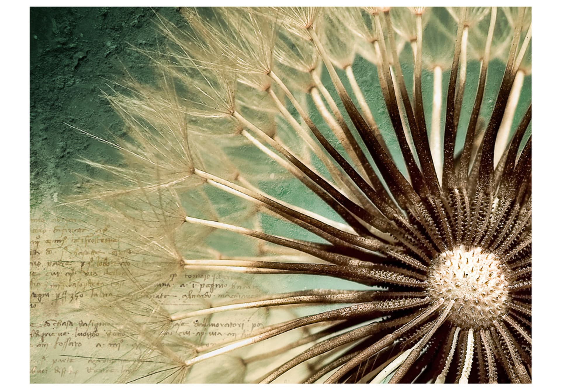 

Fototapeta - Focus on dandelion (rozmiar 200x154)