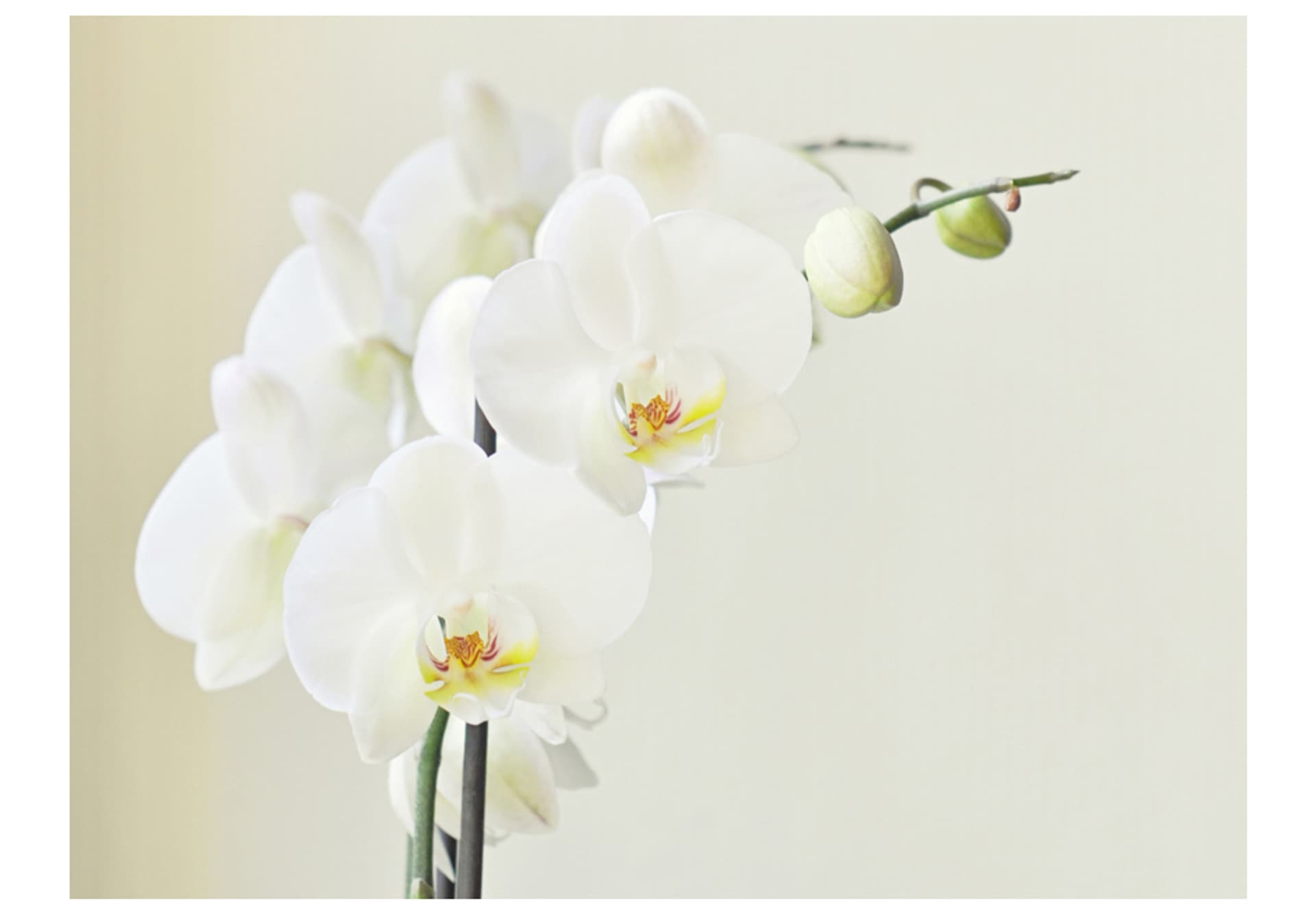 

Fototapeta - Biała orchidea (rozmiar 250x193)
