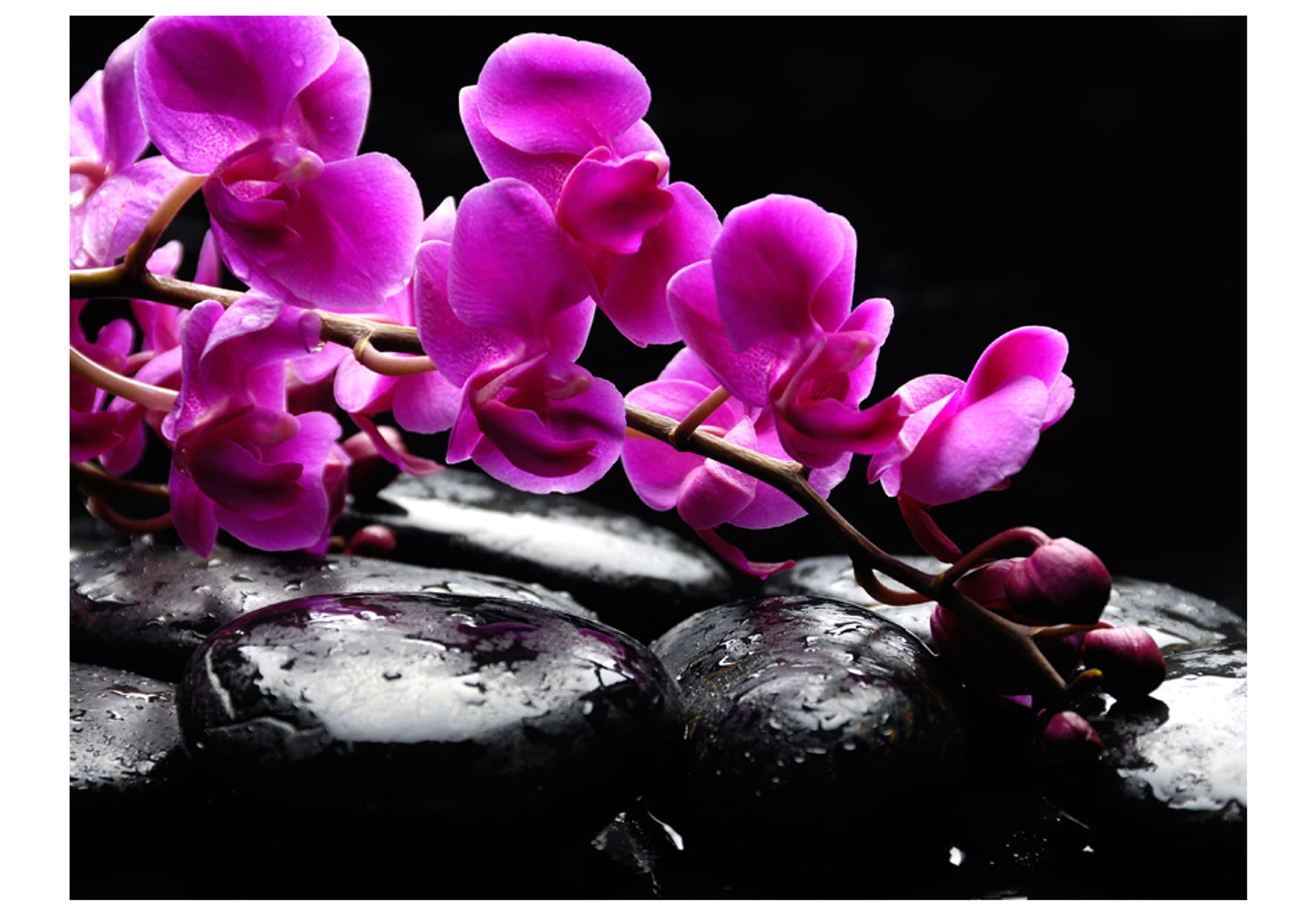 

Fototapeta - Chwila relaksu : orchidea i kamienie zen (rozmiar 250x193)