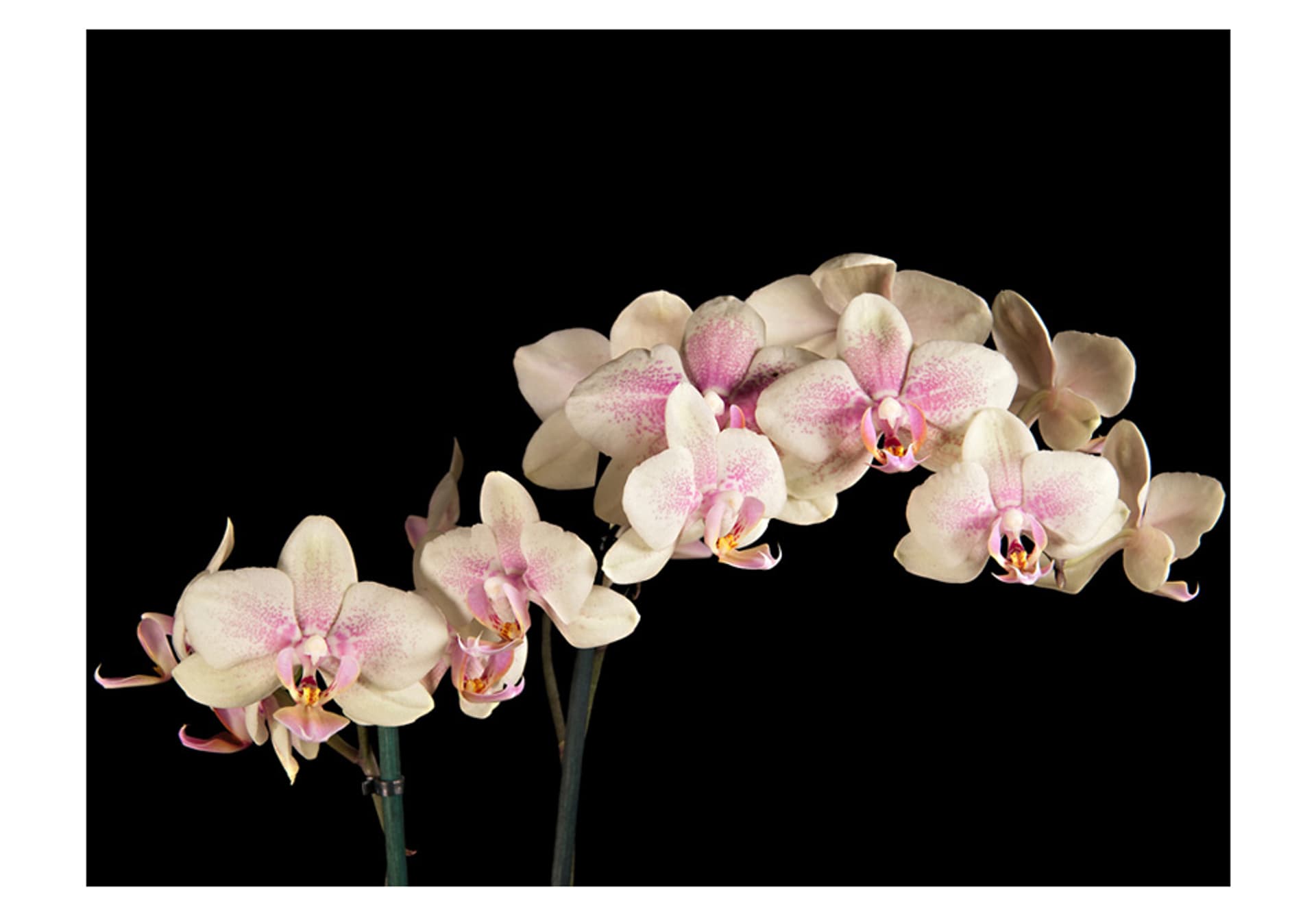 

Fototapeta - Kwitnąca orchidea (rozmiar 300x231)