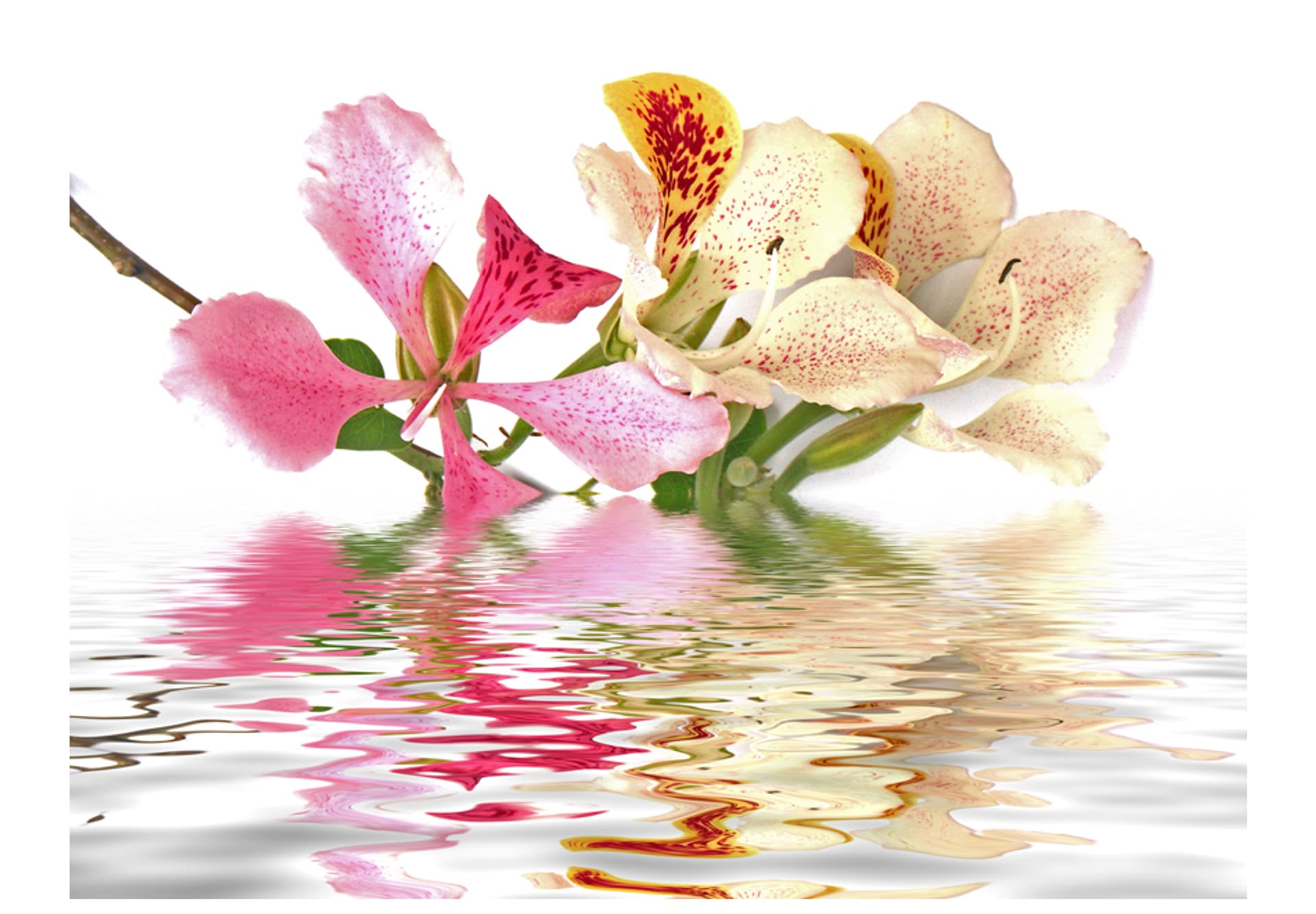 

Fototapeta - Kwiaty tropikalne - drzewo storczykowe (bauhinia) (rozmiar 350x270)
