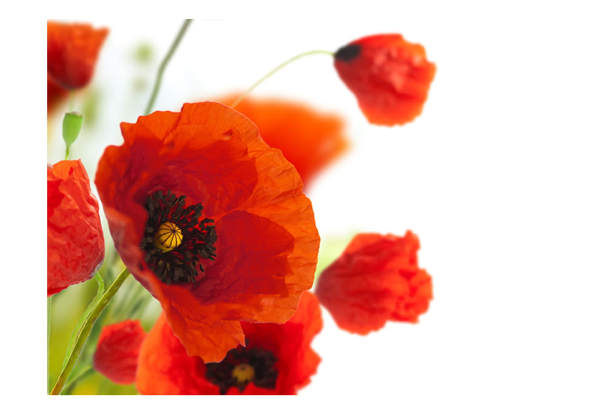 

Fototapeta - Poppies on the wihite background (rozmiar 250x193)