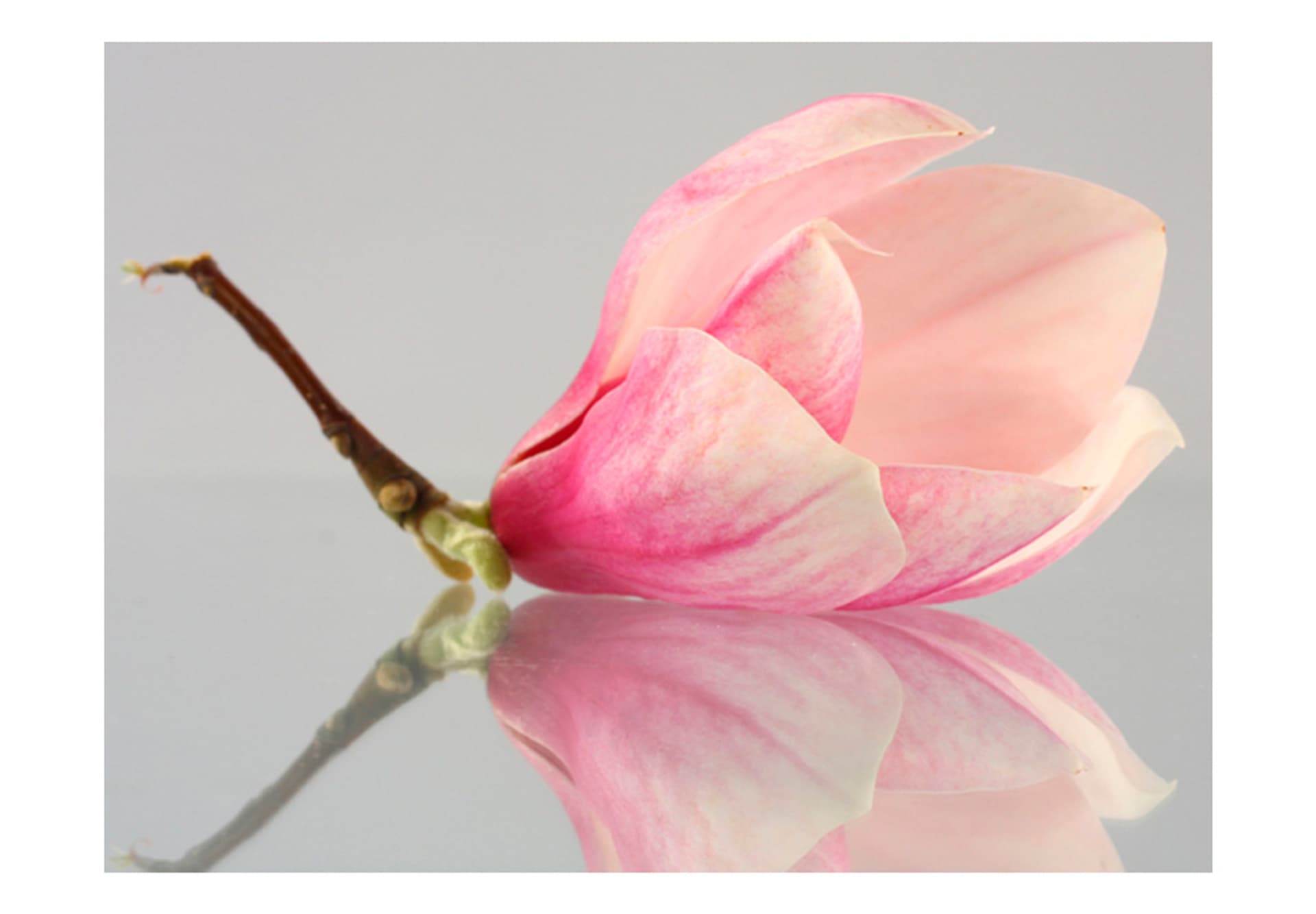 

Fototapeta - Samotny kwiat magnolii (rozmiar 300x231)