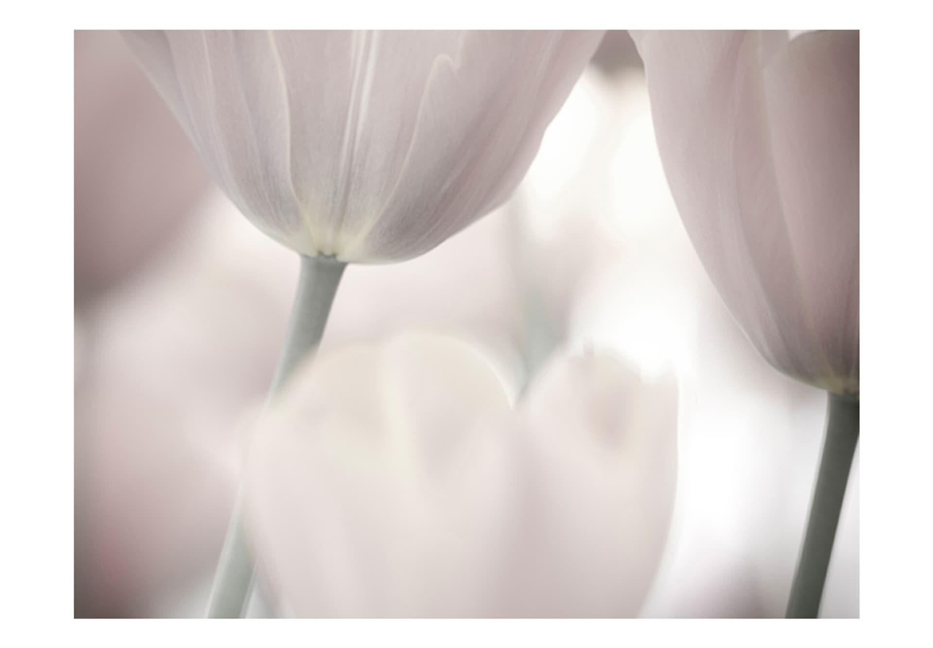 

Fototapeta - Tulips fine art - black and white (rozmiar 300x231)