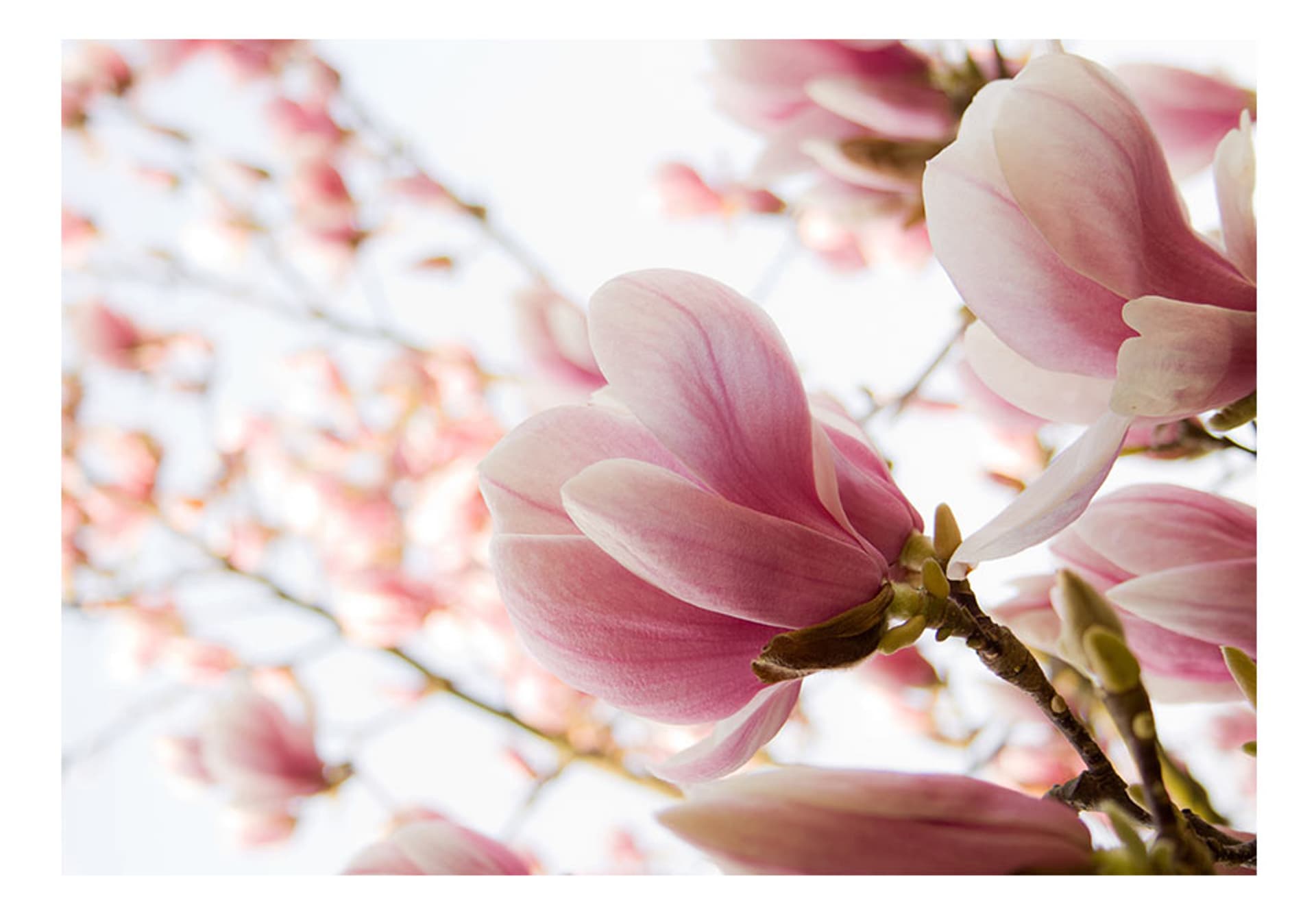 

Fototapeta - Różowa magnolia (rozmiar 200x154)