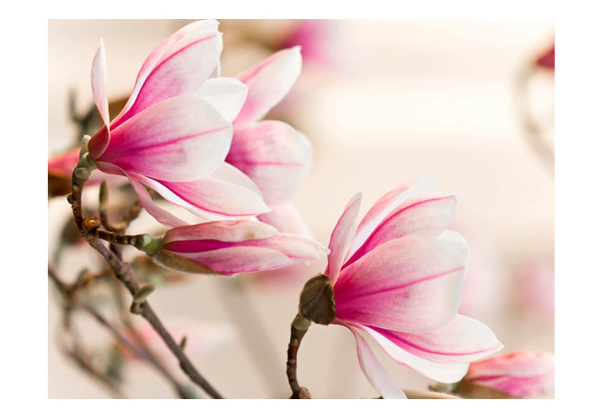 

Fototapeta - Branch of magnolia tree (rozmiar 300x231)