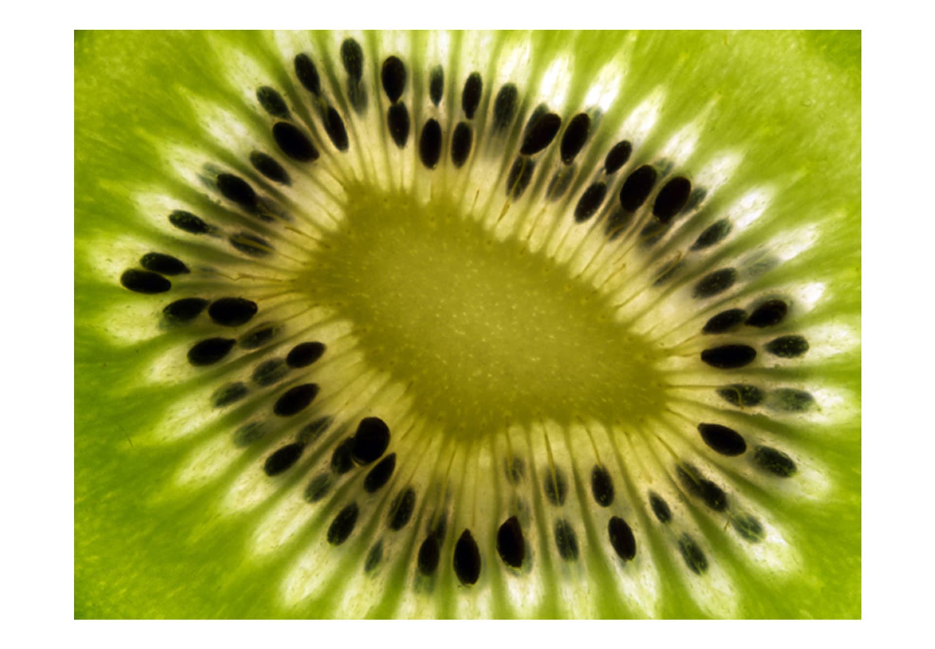 

Fototapeta - owoce: kiwi (rozmiar 200x154)