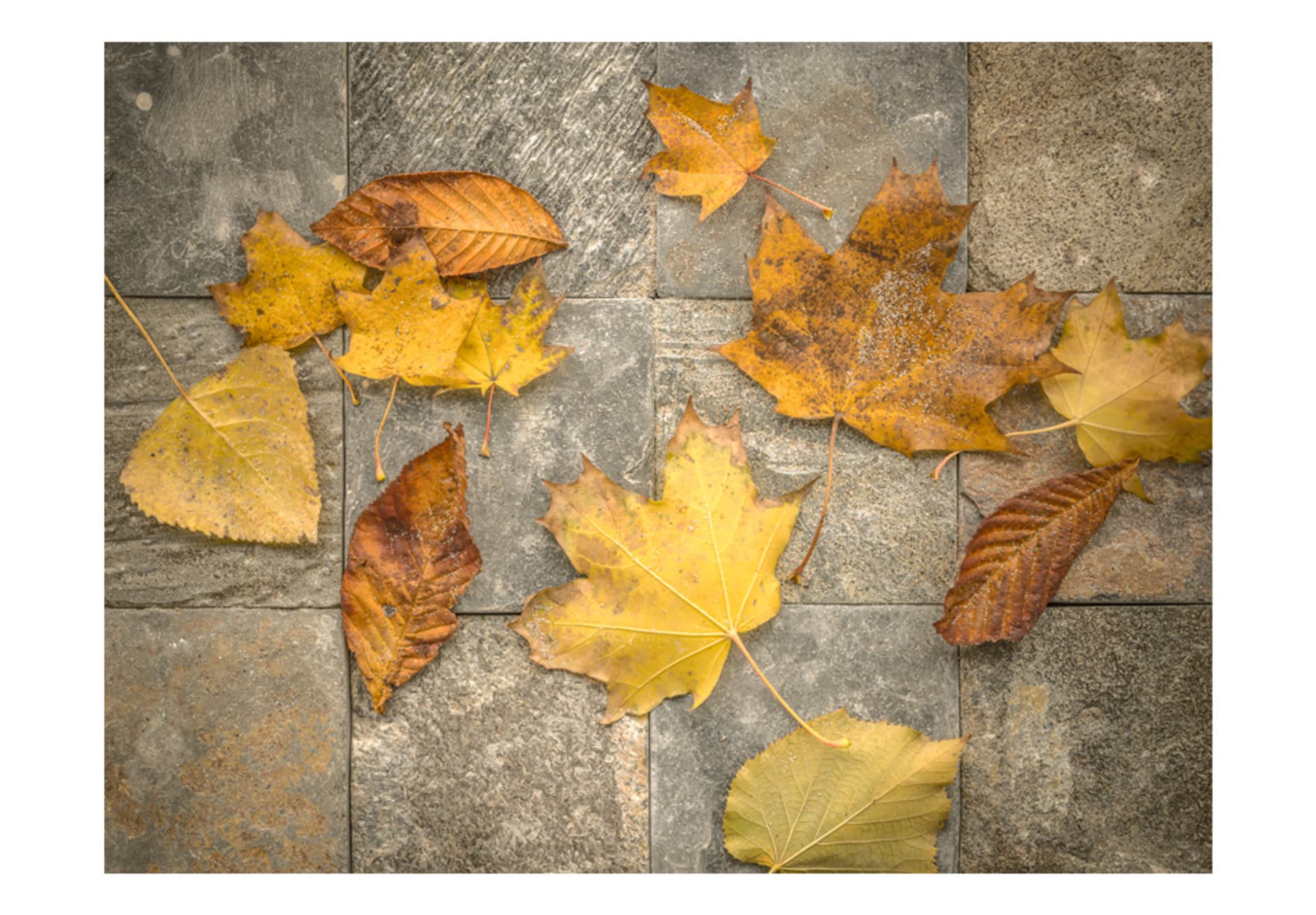 

Fototapeta - Zwiastun jesieni (rozmiar 200x154)
