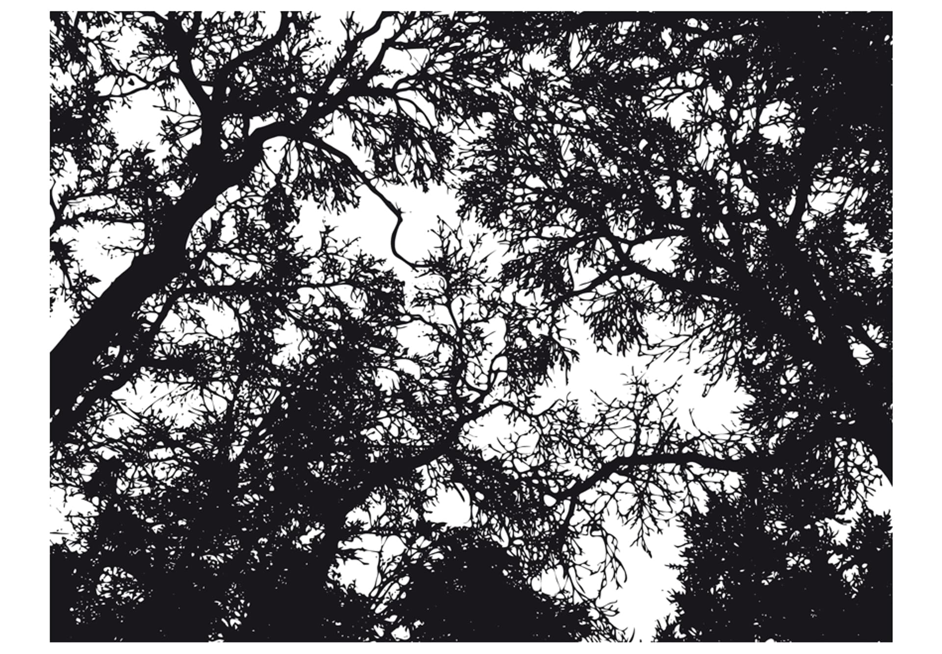 

Fototapeta - Bleak forest (rozmiar 200x154)
