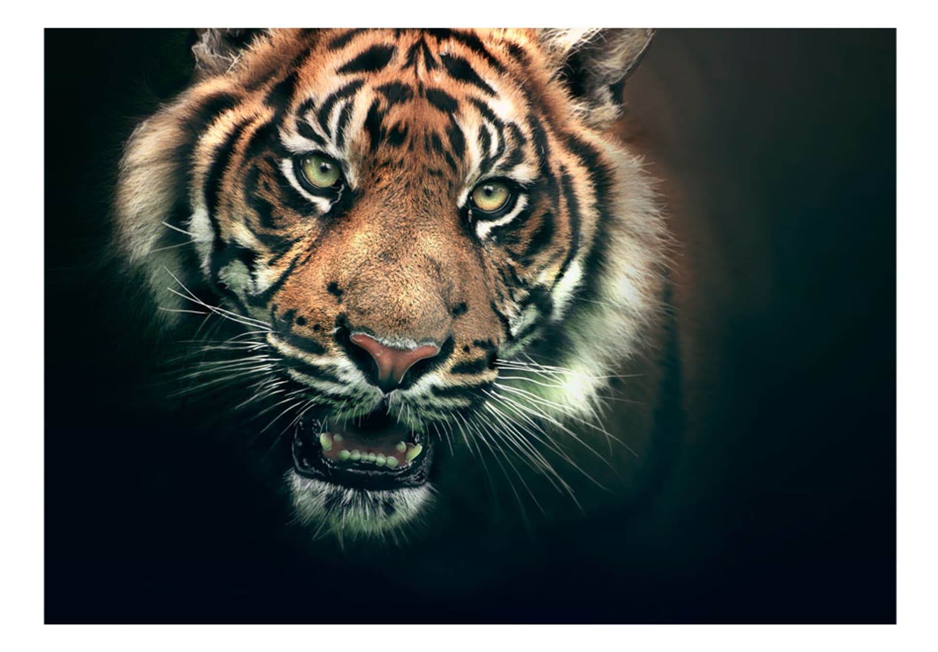 

Fototapeta - Tygrys bengalski (rozmiar 250x193)