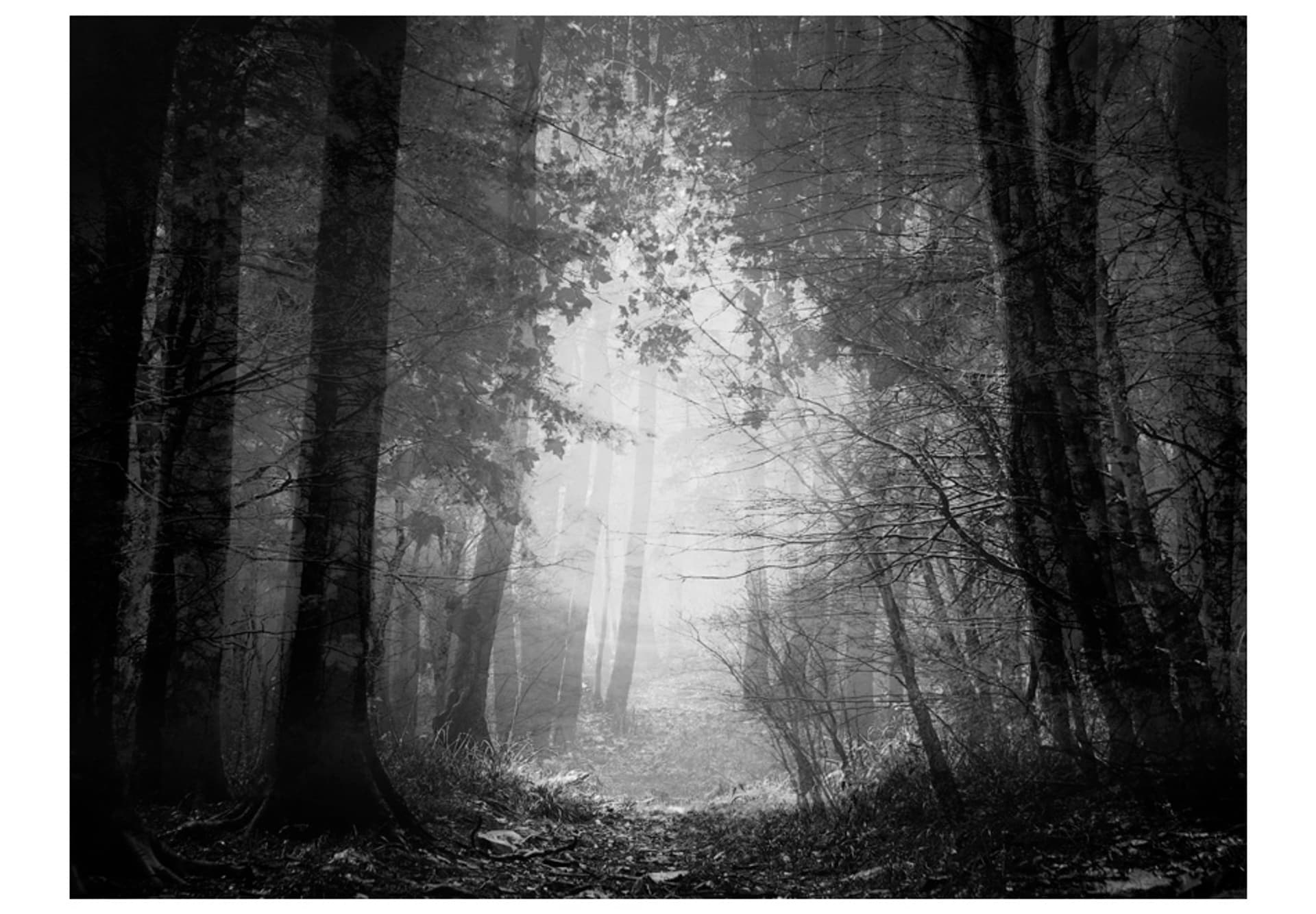 

Fototapeta - Las cieni (rozmiar 250x193)