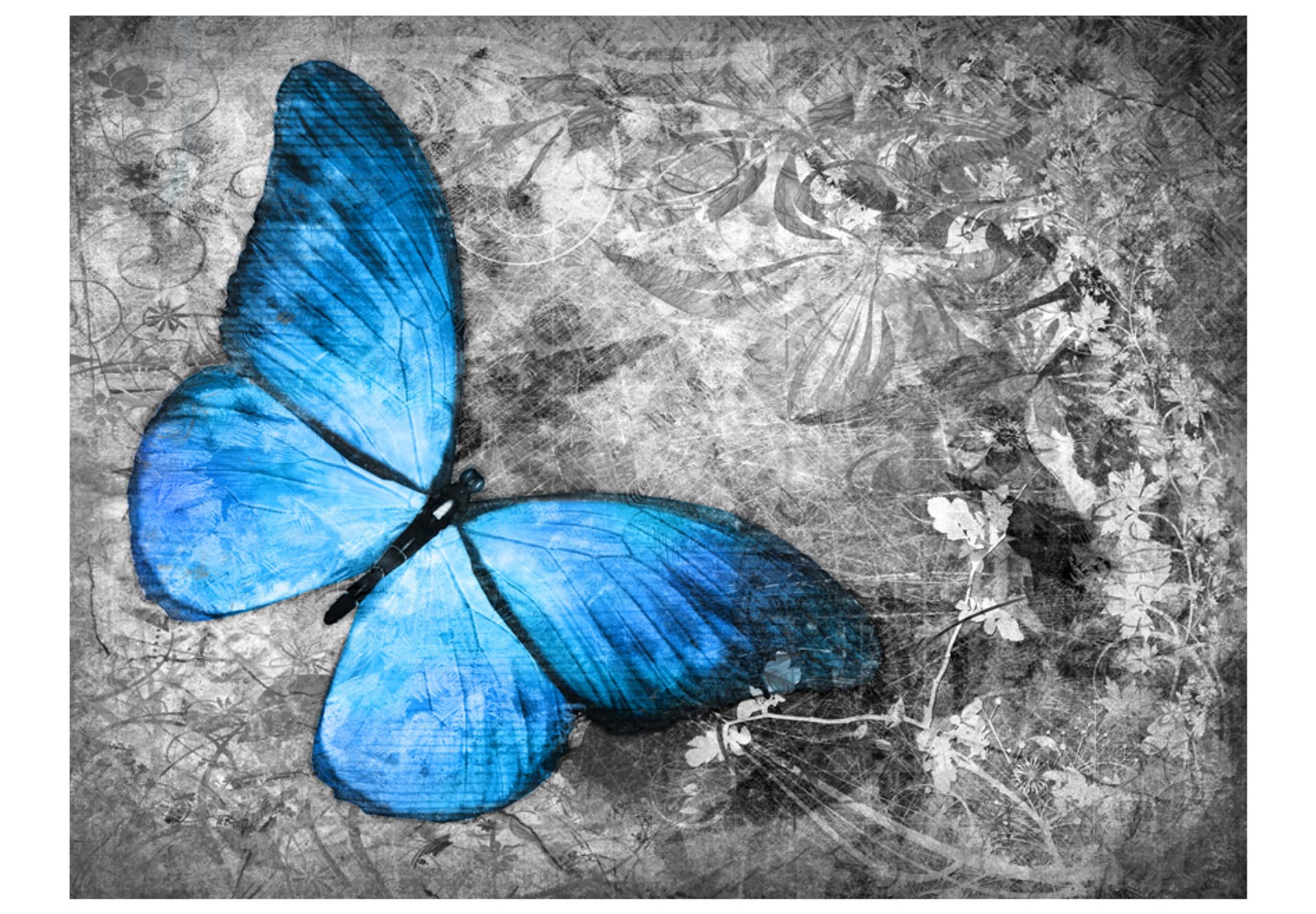 

Fototapeta - Blue butterfly (rozmiar 300x231)