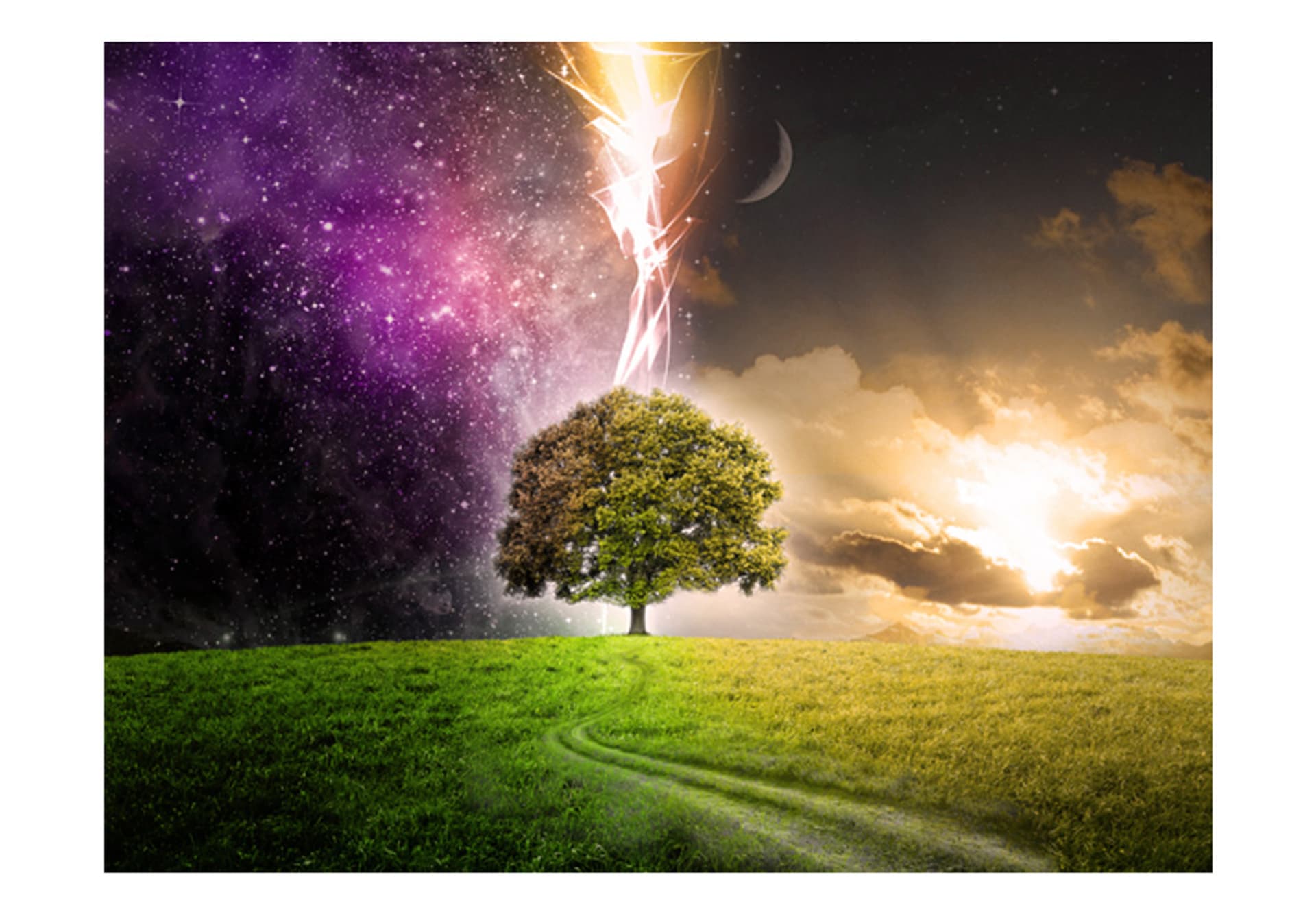 

Fototapeta - Magic tree (rozmiar 350x270)
