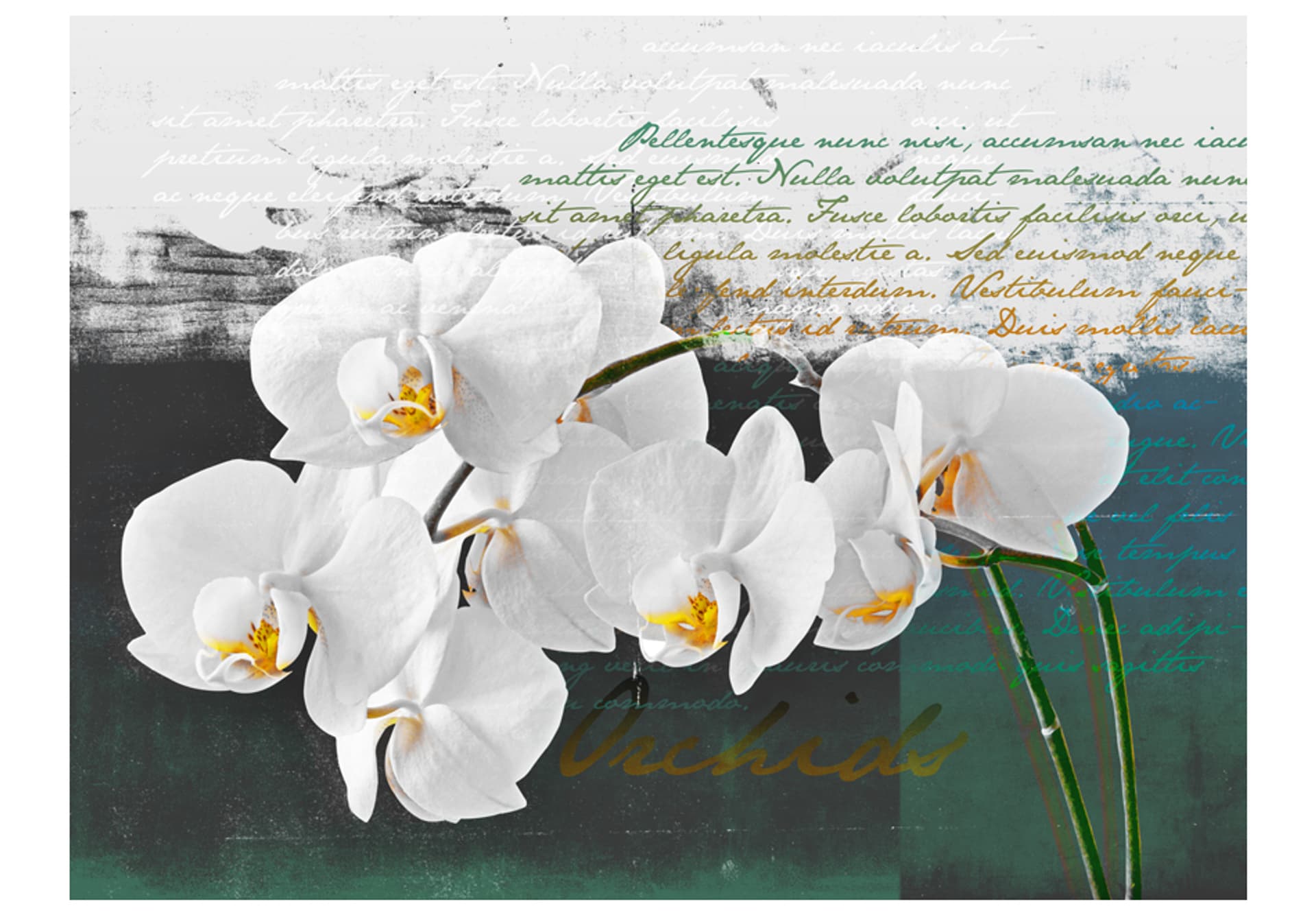 

Fototapeta - Orchidea - inspiracja poety (rozmiar 350x270)
