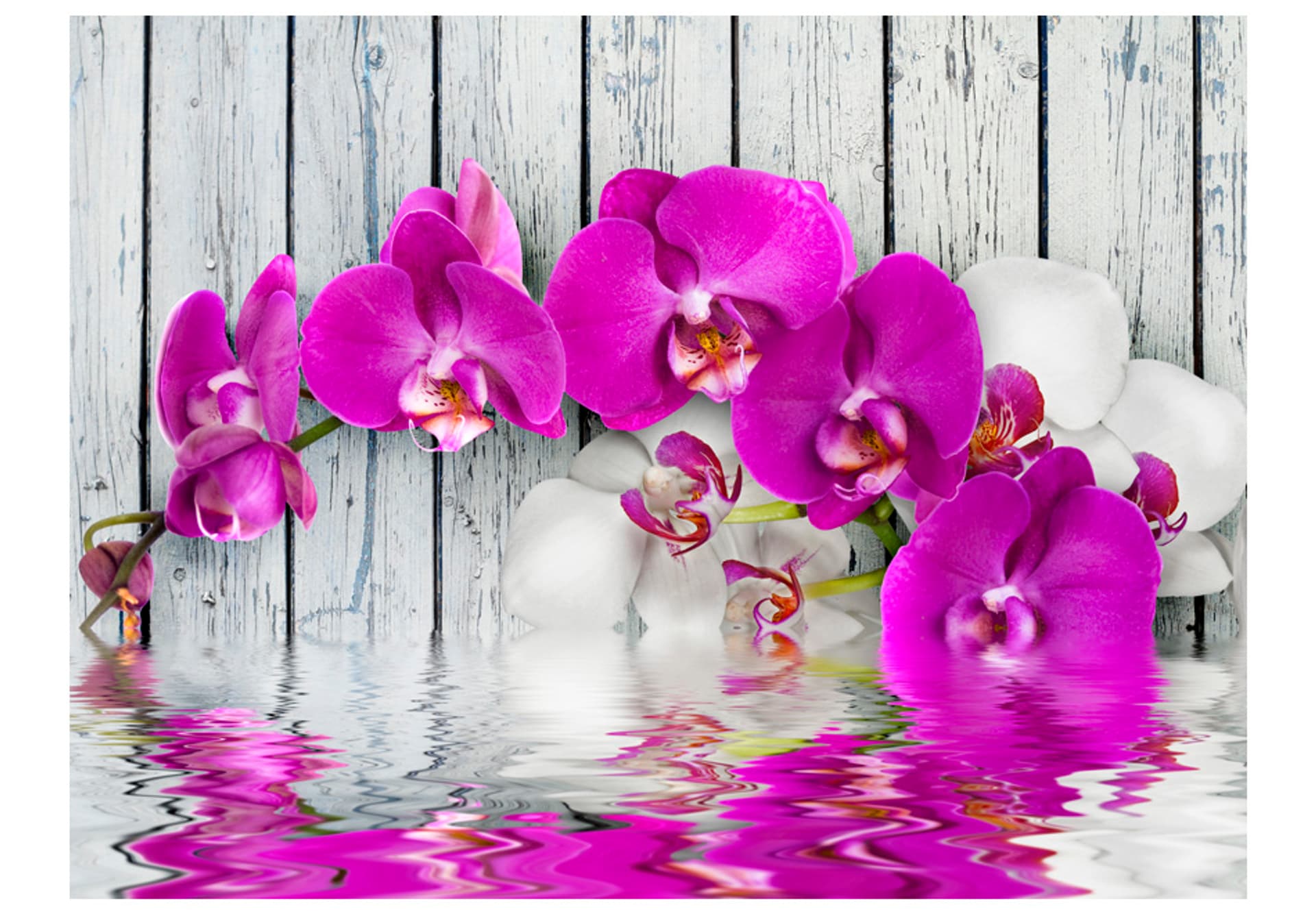 

Fototapeta - Violet orchids with water reflexion (rozmiar 200x154)