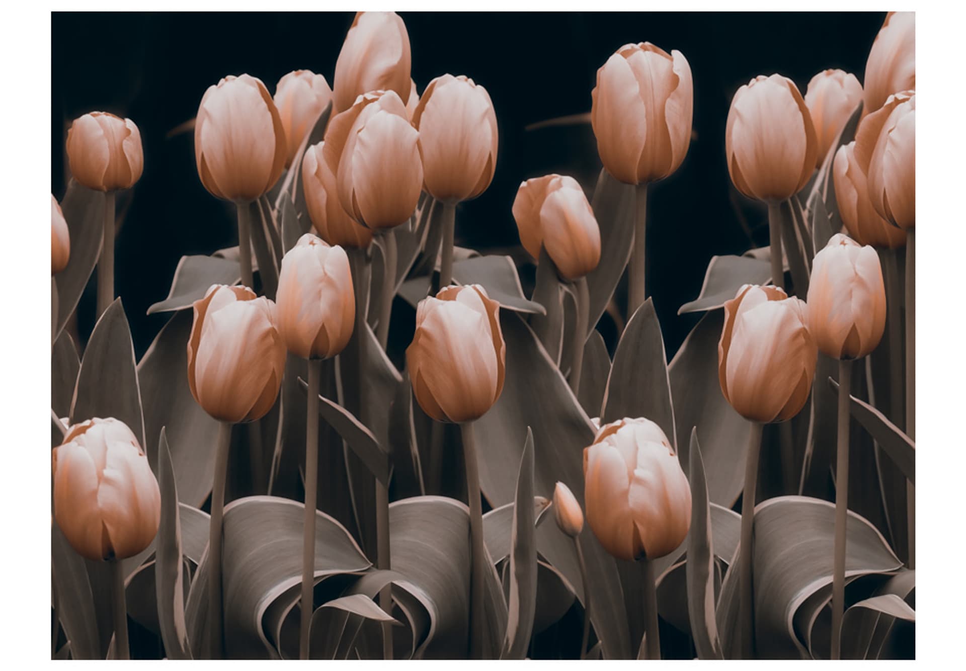 

Fototapeta - Ladies among the flowers (rozmiar 200x154)