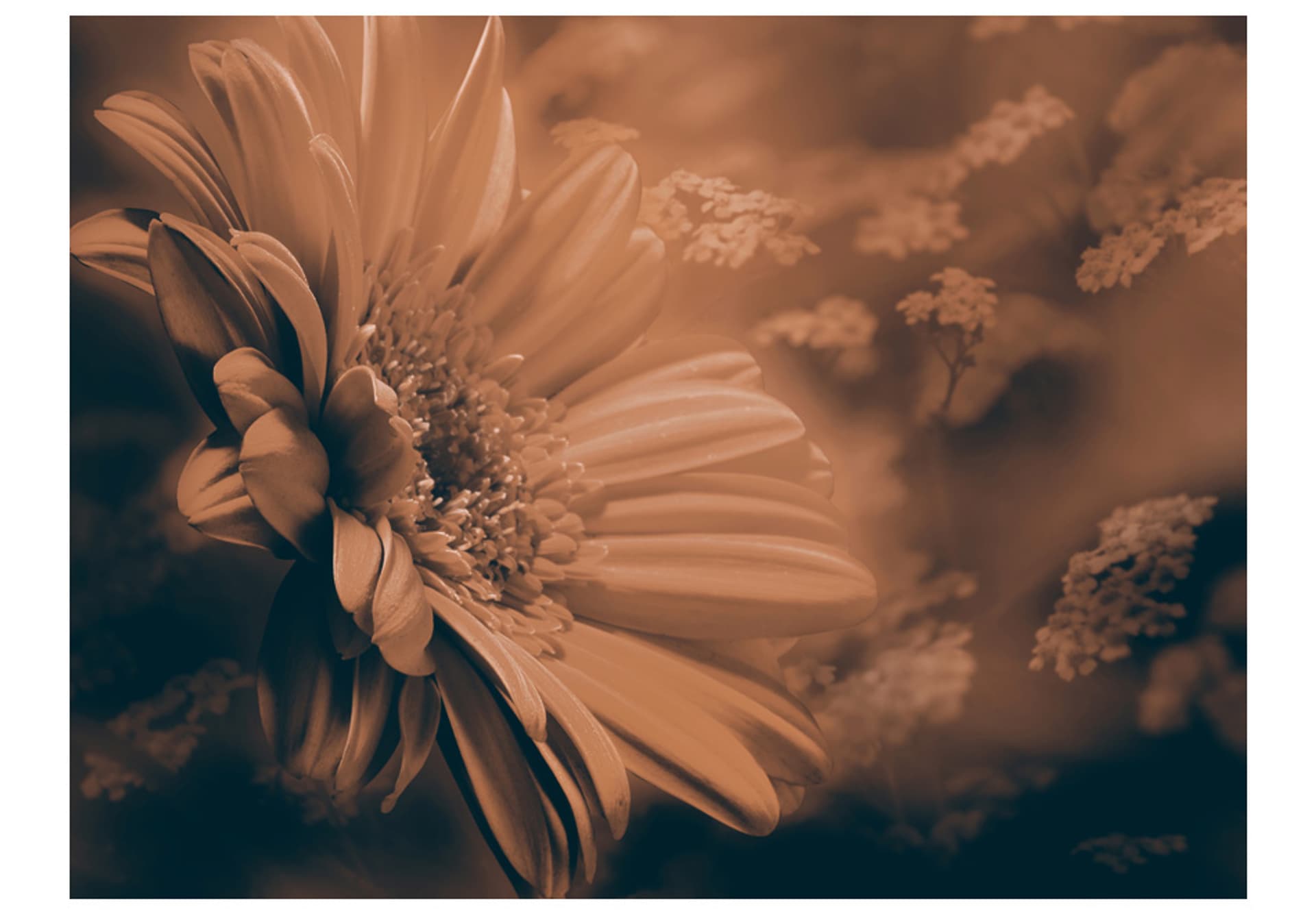 

Fototapeta - Gerbera w brązach (rozmiar 250x193)